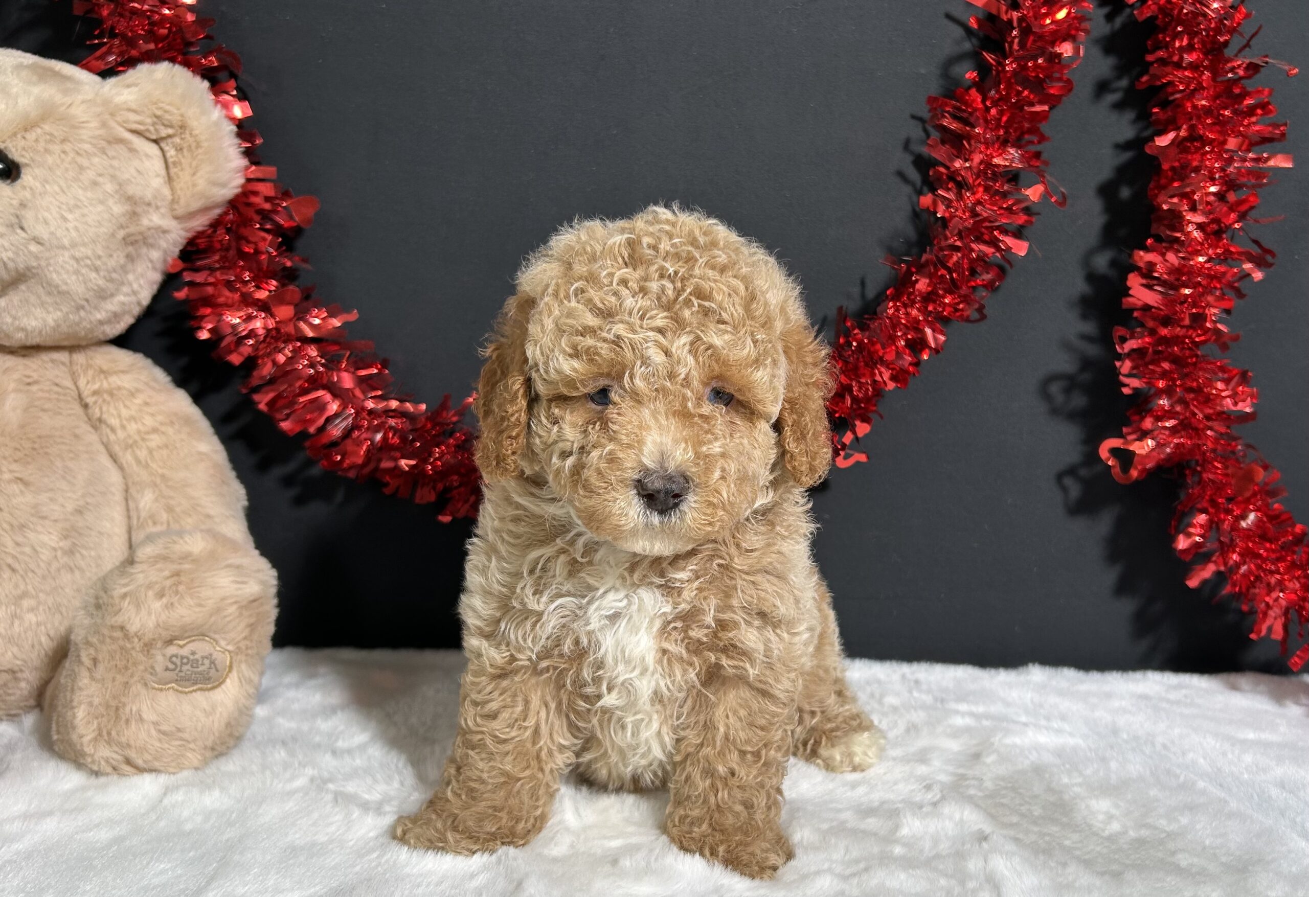 Bandit The Mini Poodle 4 Bandit The Mini Poodle - Image 4