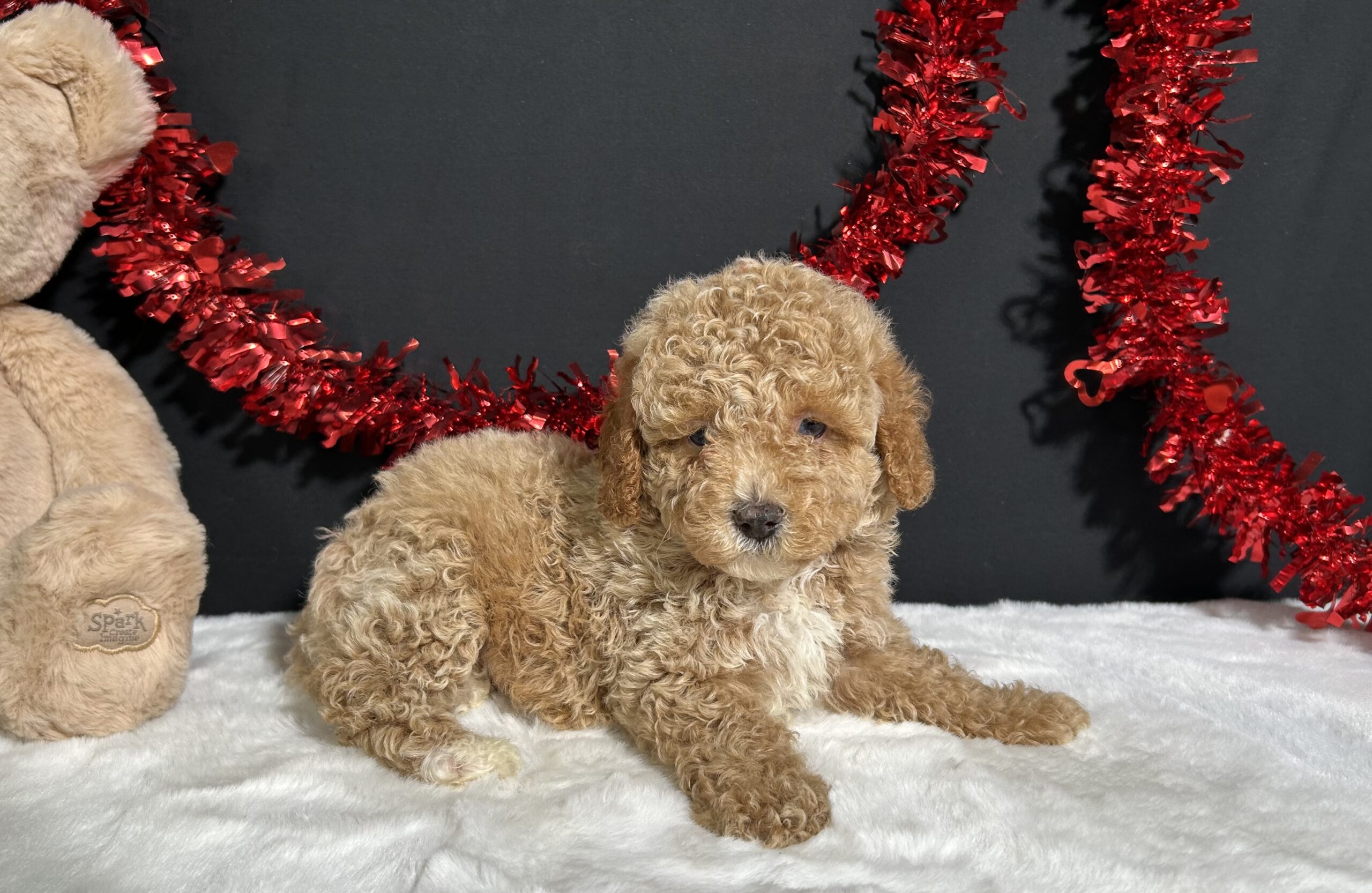 Bandit The Mini Poodle 5 Bandit The Mini Poodle - Image 5