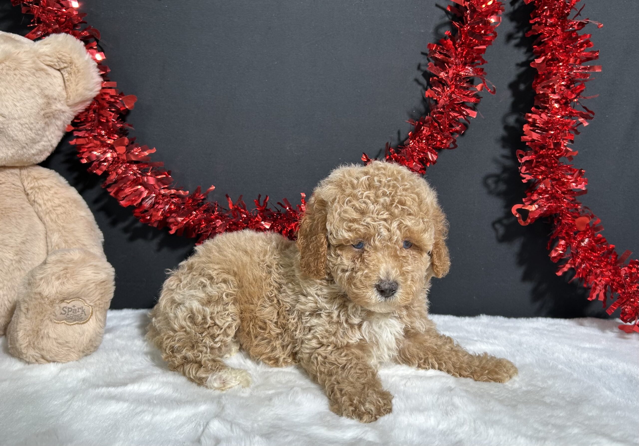 Bandit The Mini Poodle 6 Bandit The Mini Poodle - Image 6