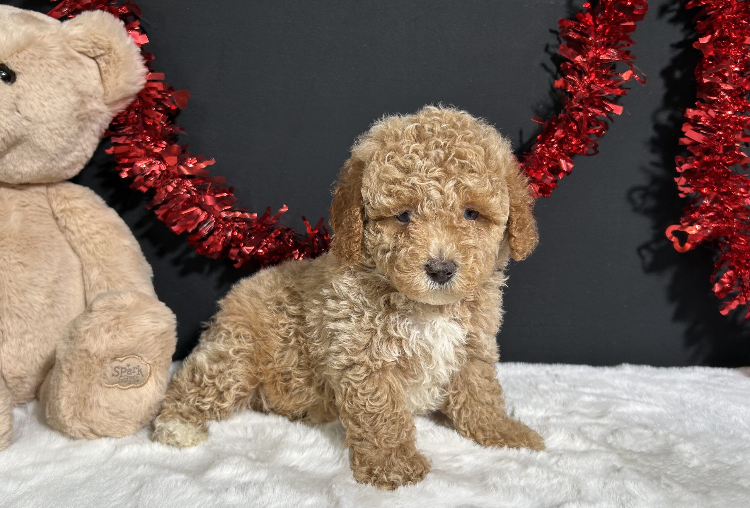 Bandit The Mini Poodle 9 Bandit The Mini Poodle - Image 9