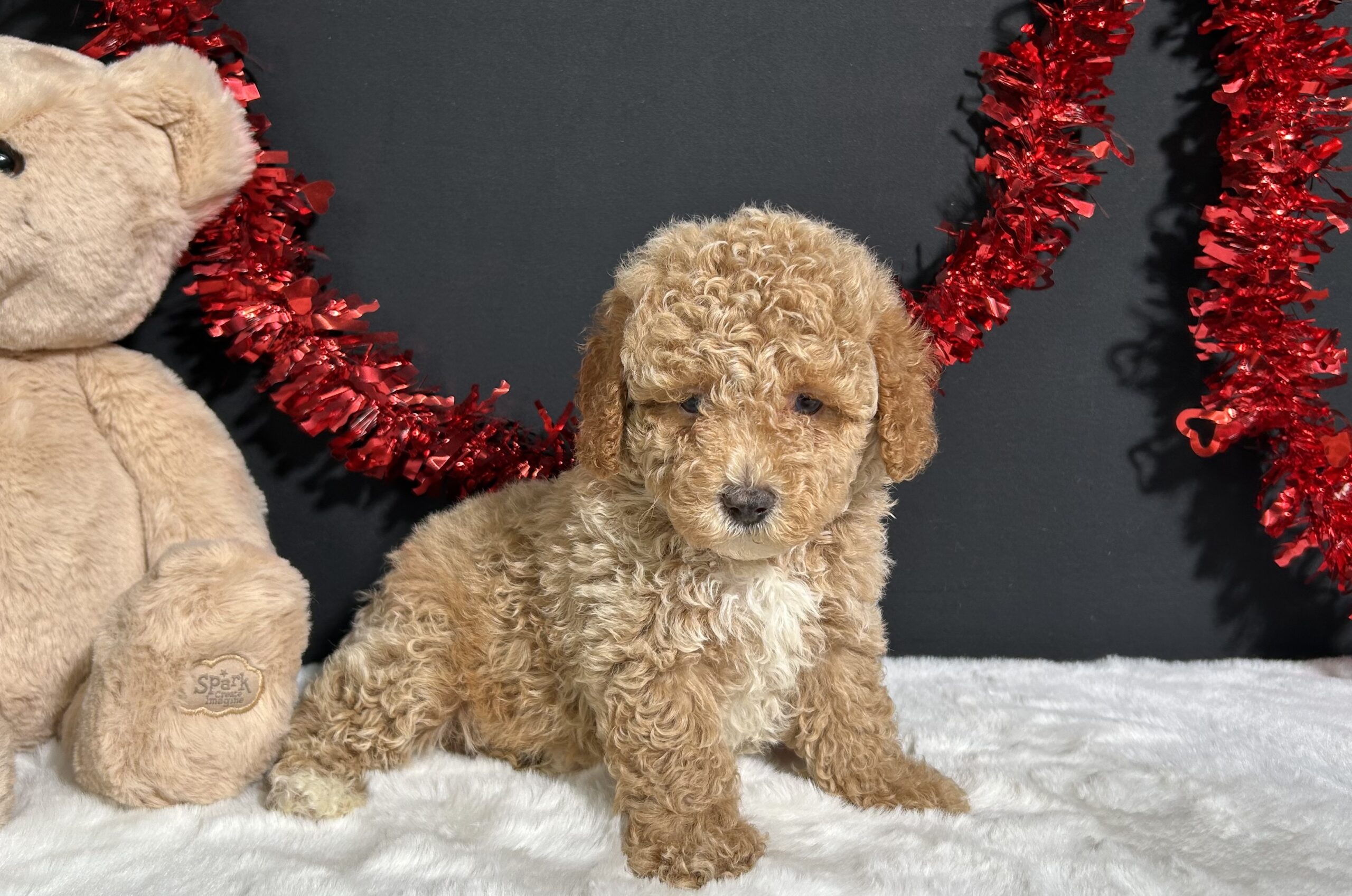 Bandit The Mini Poodle 8 Bandit The Mini Poodle - Image 8