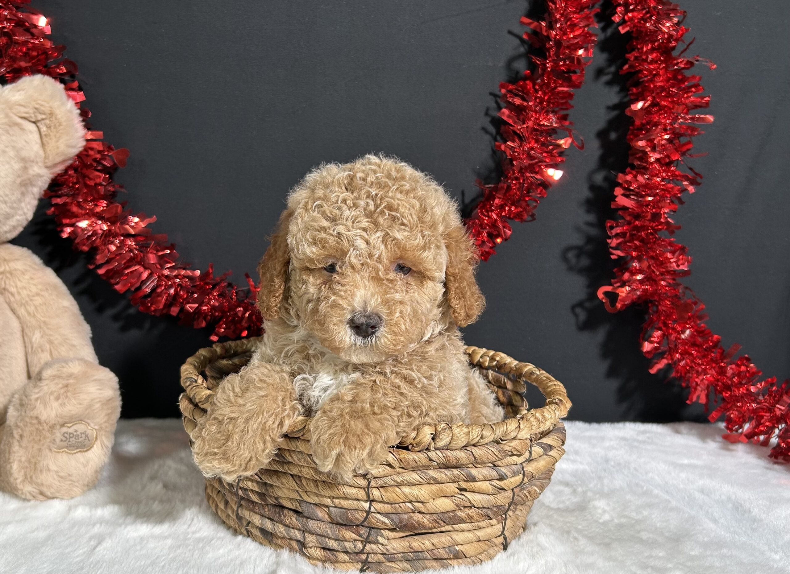 Bandit The Mini Poodle 7 Bandit The Mini Poodle - Image 7