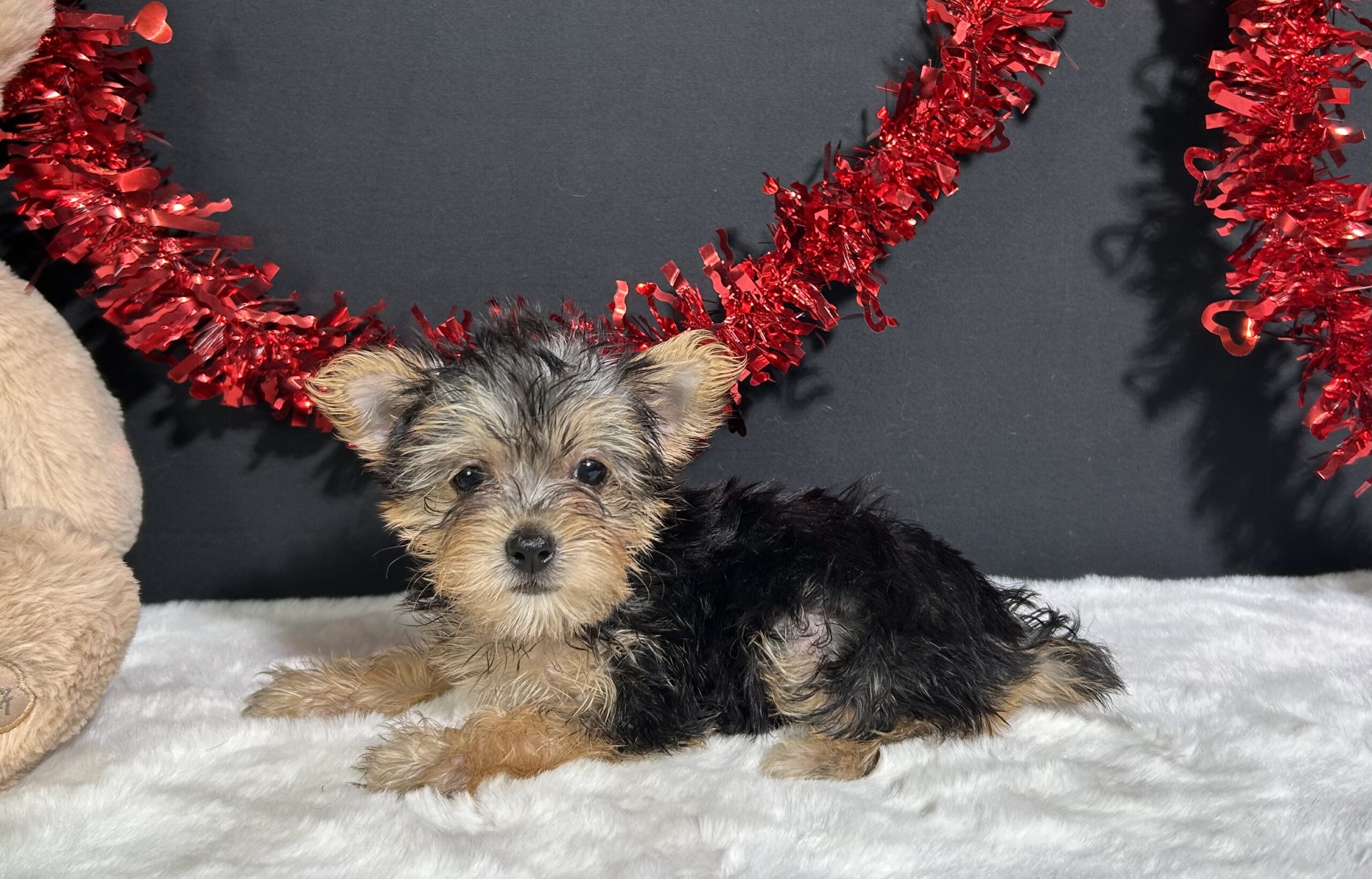 Tootsie The Morkie 7 Tootsie The Morkie - Image 7