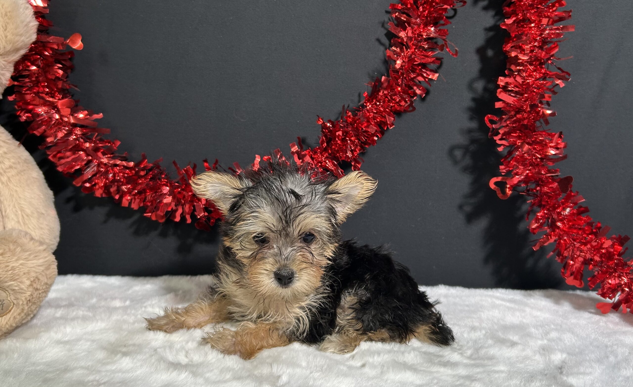 Tootsie The Morkie 1 Tootsie The Morkie