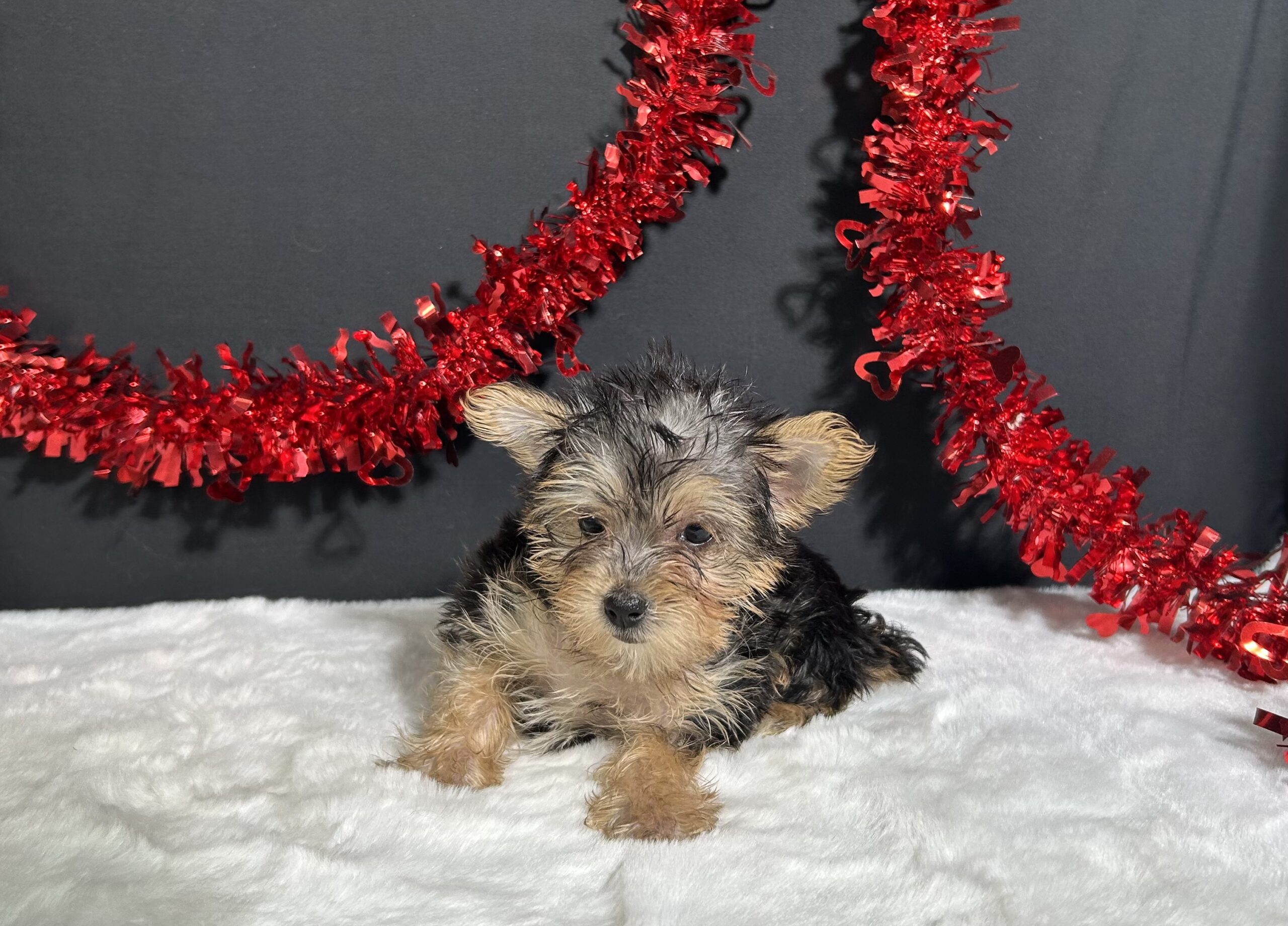 Tootsie The Morkie 8 Tootsie The Morkie - Image 8