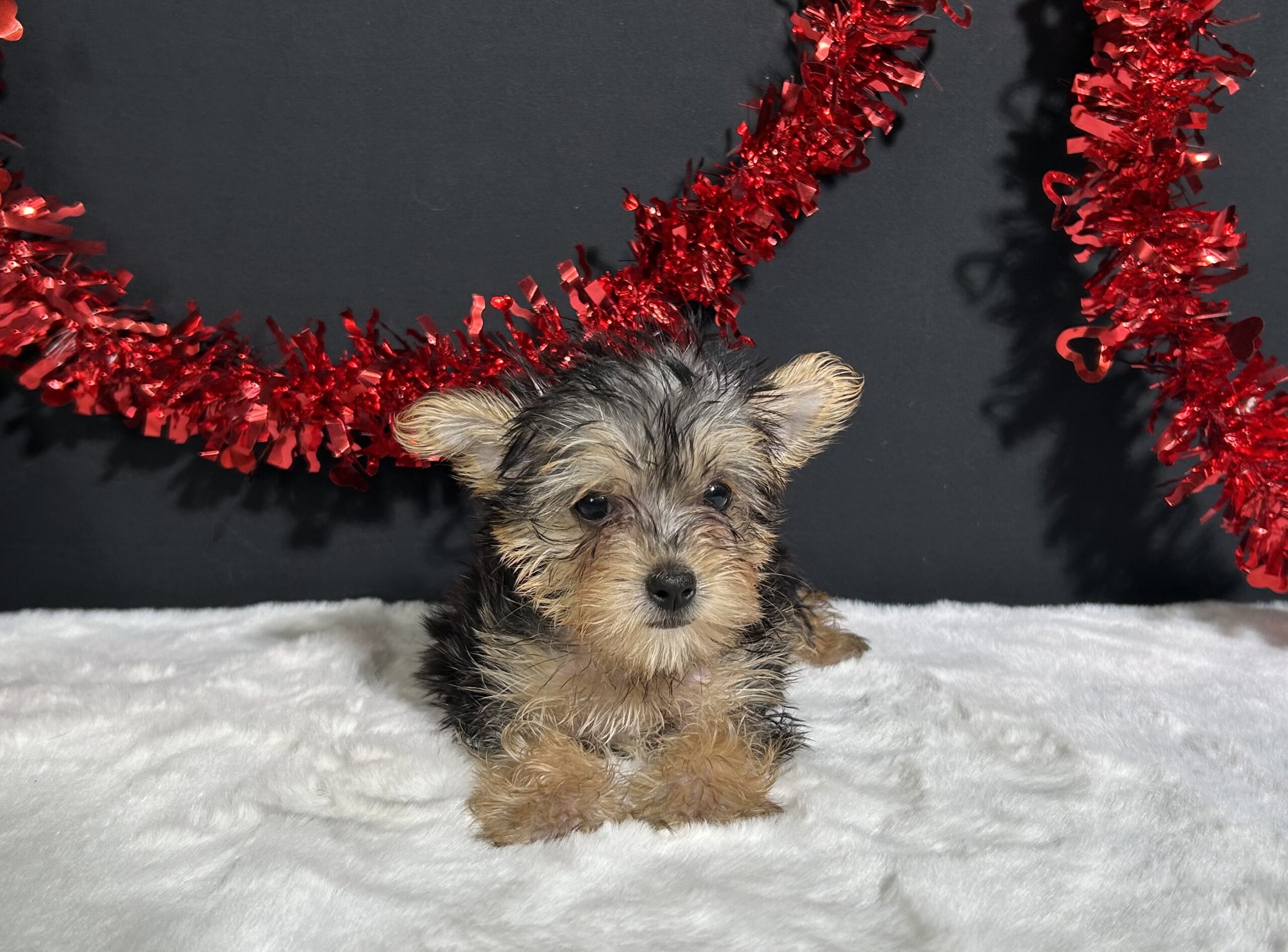 Tootsie The Morkie 6 Tootsie The Morkie - Image 6