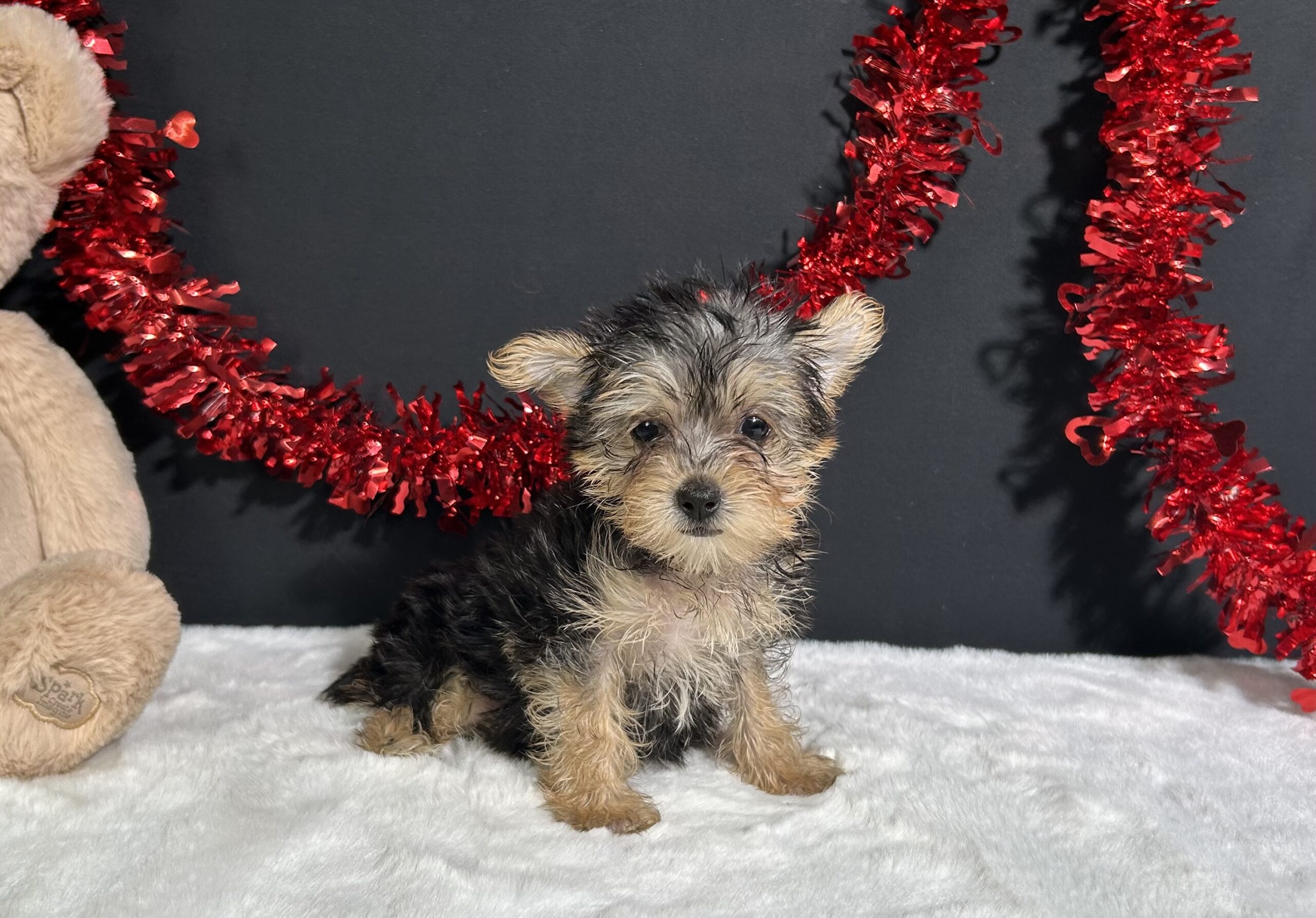 Tootsie The Morkie 5 Tootsie The Morkie - Image 5