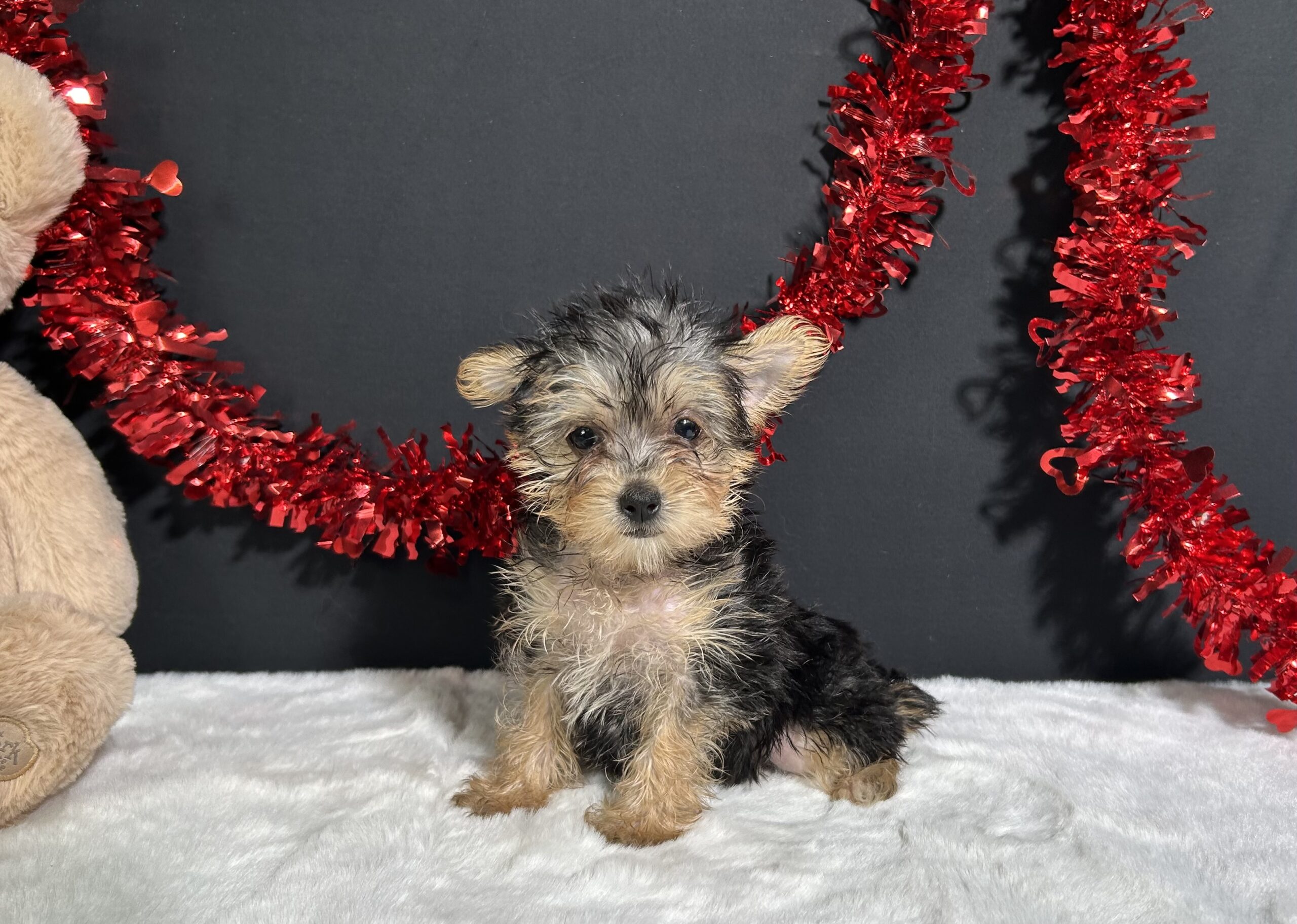Tootsie The Morkie 4 Tootsie The Morkie - Image 4