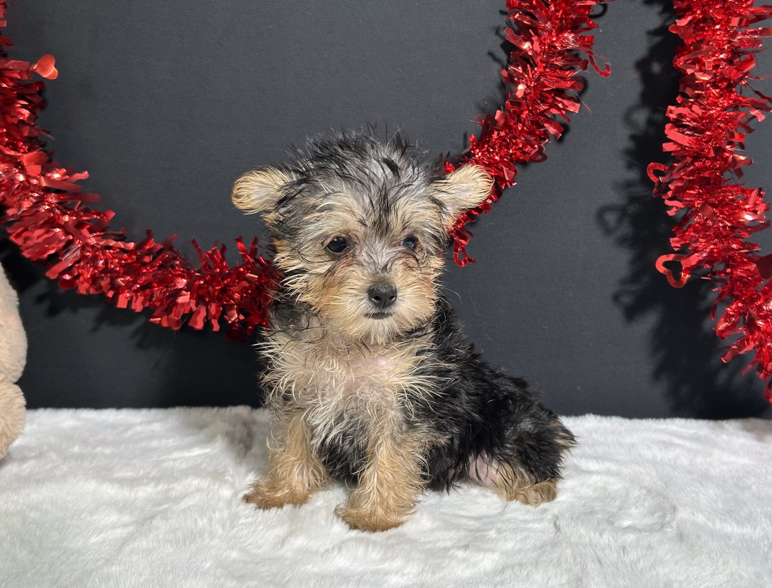 Tootsie The Morkie 3 Tootsie The Morkie - Image 3