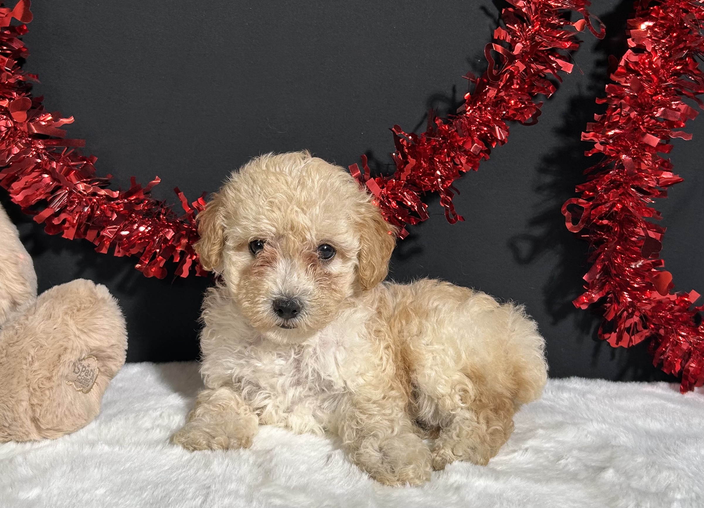 Ariel The Toy Poodle 2 Ariel The Toy Poodle - Image 2