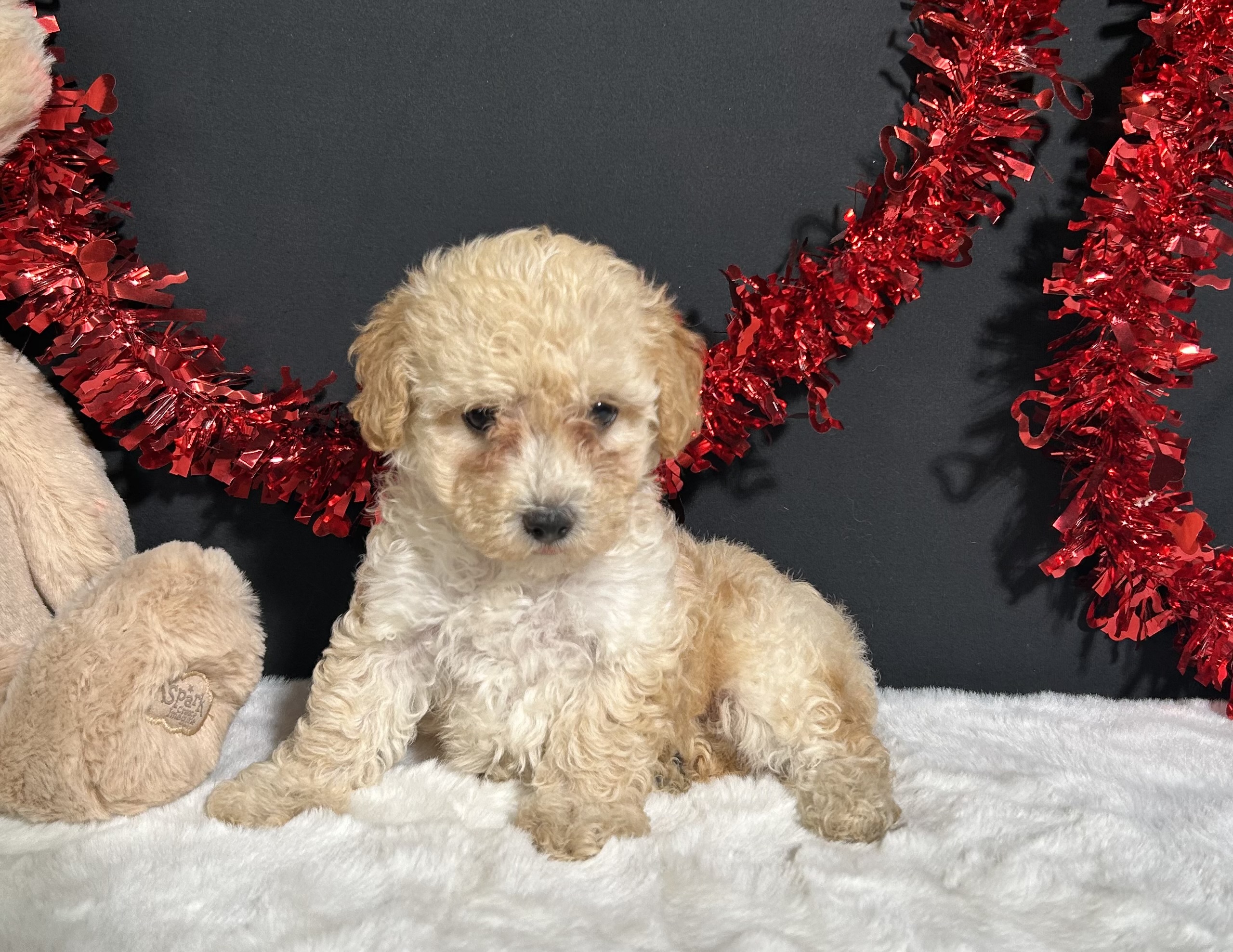 Ariel The Toy Poodle 1 Ariel The Toy Poodle