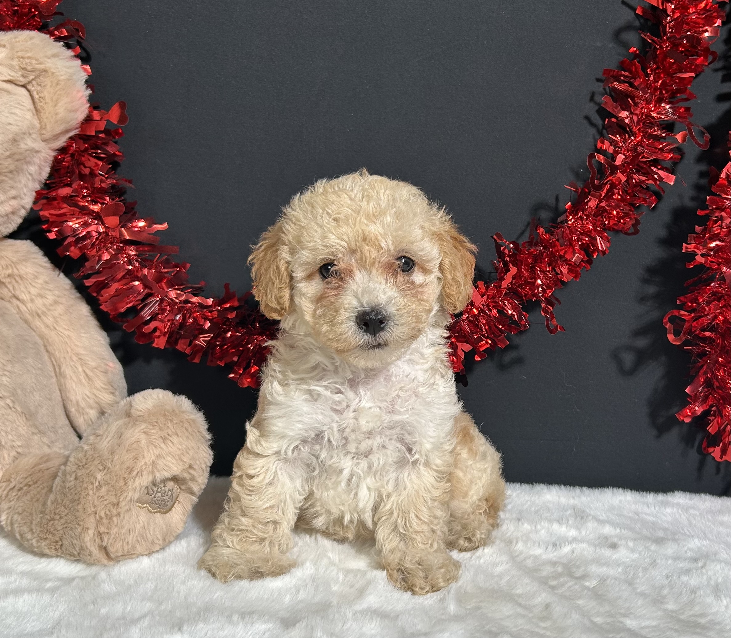 Ariel The Toy Poodle 4 Ariel The Toy Poodle - Image 4