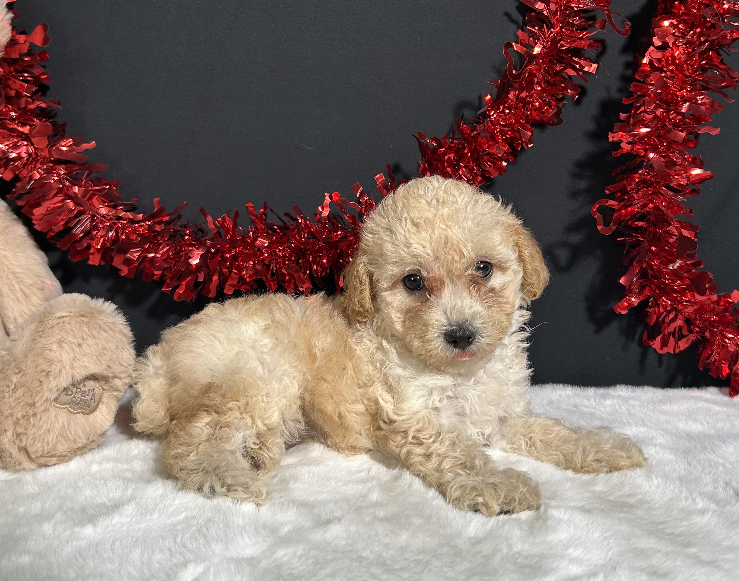 Ariel The Toy Poodle 3 Ariel The Toy Poodle - Image 3