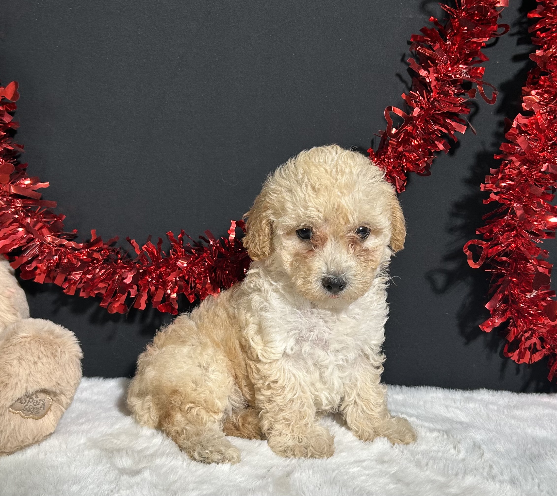 Ariel The Toy Poodle 6 Ariel The Toy Poodle - Image 6