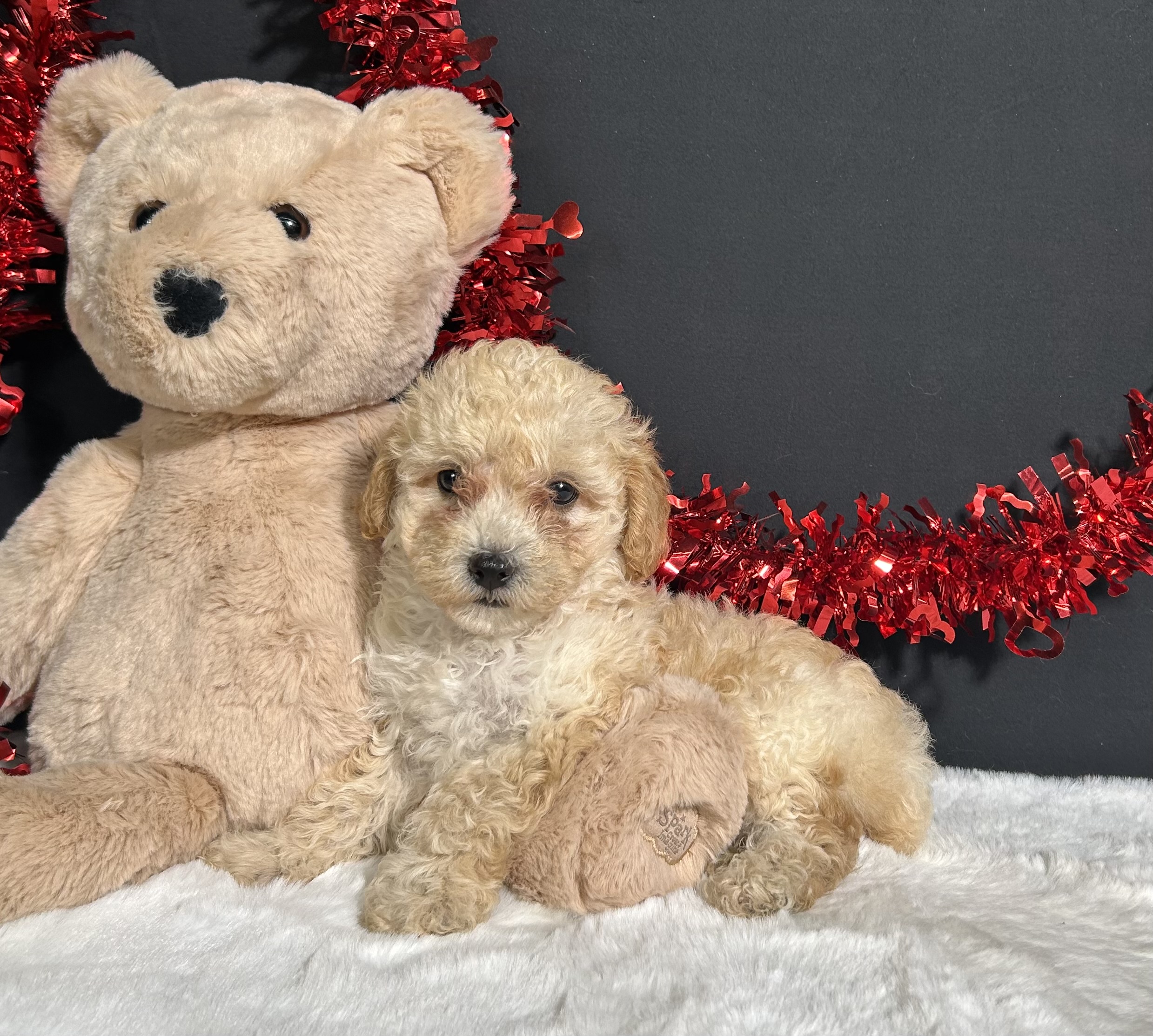 Ariel The Toy Poodle 7 Ariel The Toy Poodle - Image 7
