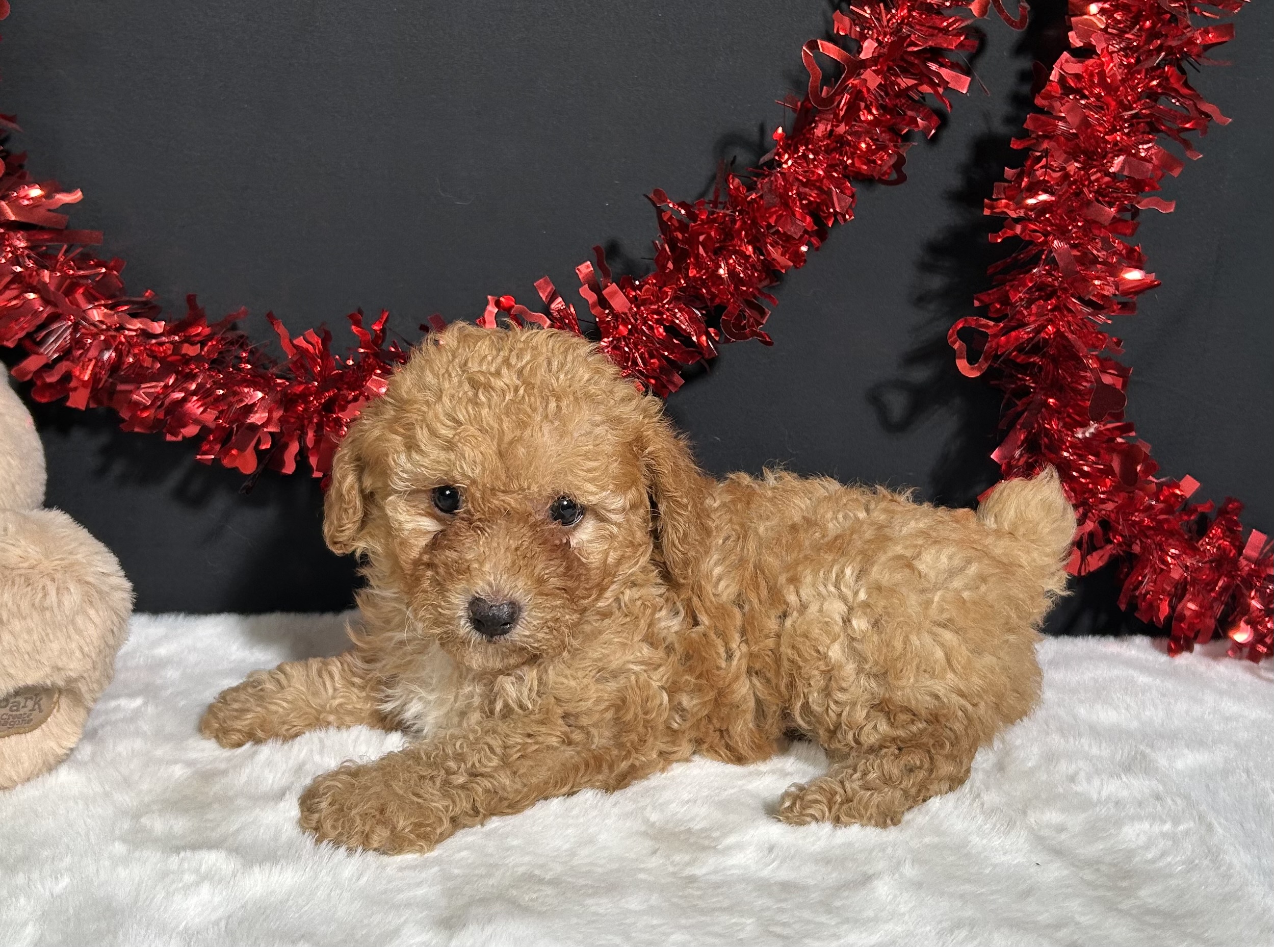 Emery The Toy Poodle 7 Emery The Toy Poodle - Image 7
