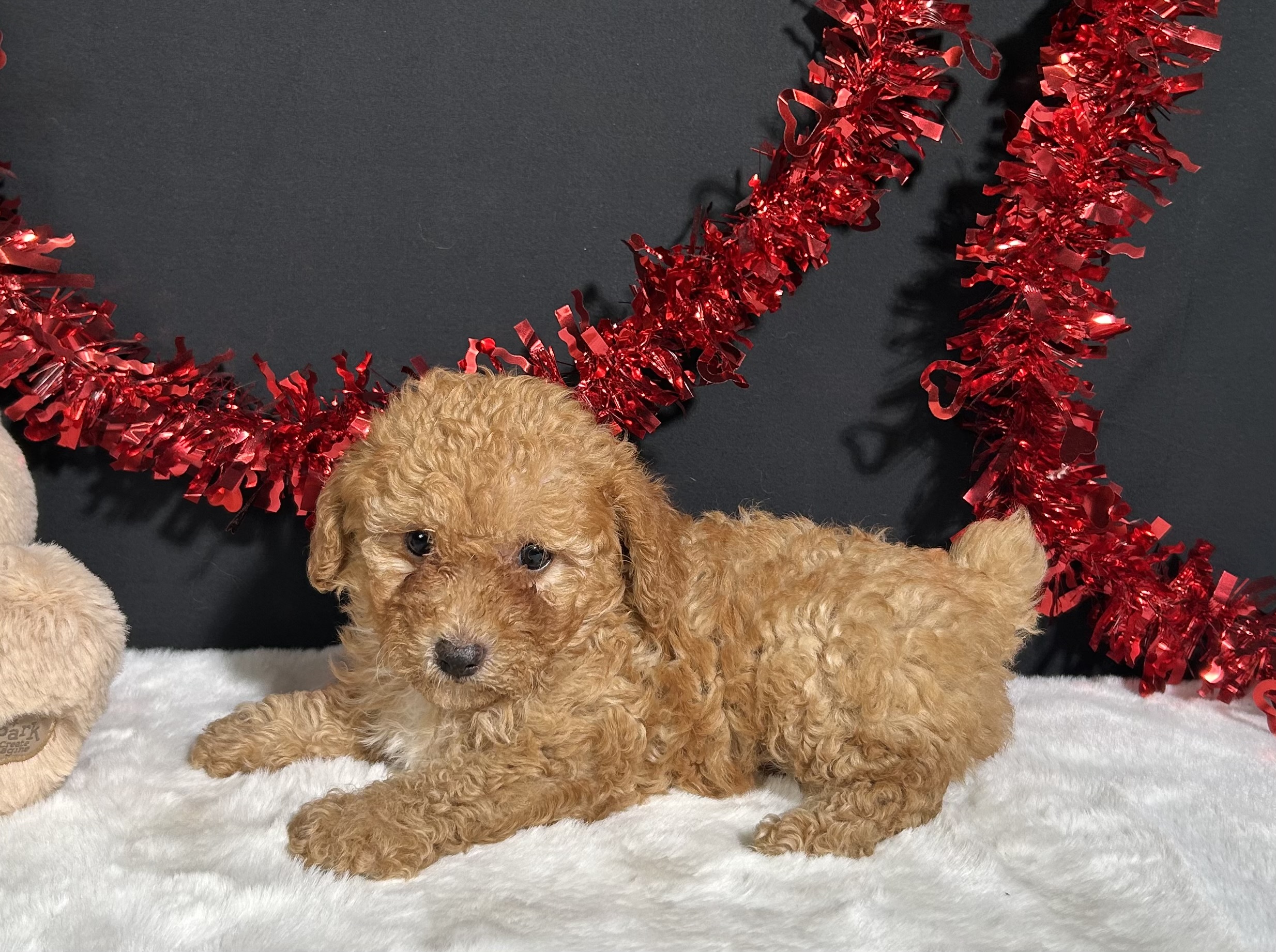 Emery The Toy Poodle 6 Emery The Toy Poodle - Image 6