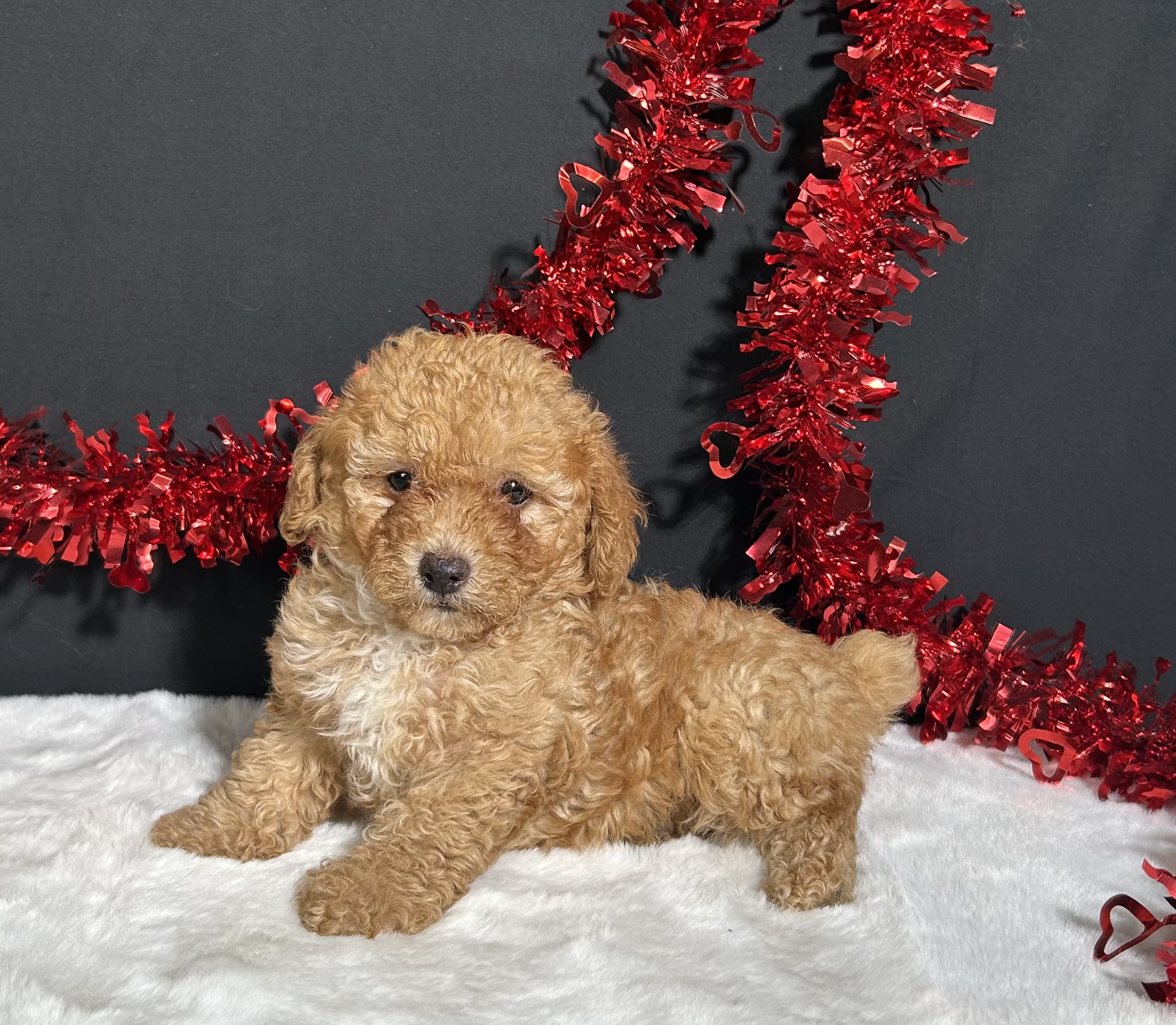 Emery The Toy Poodle 1 Emery The Toy Poodle