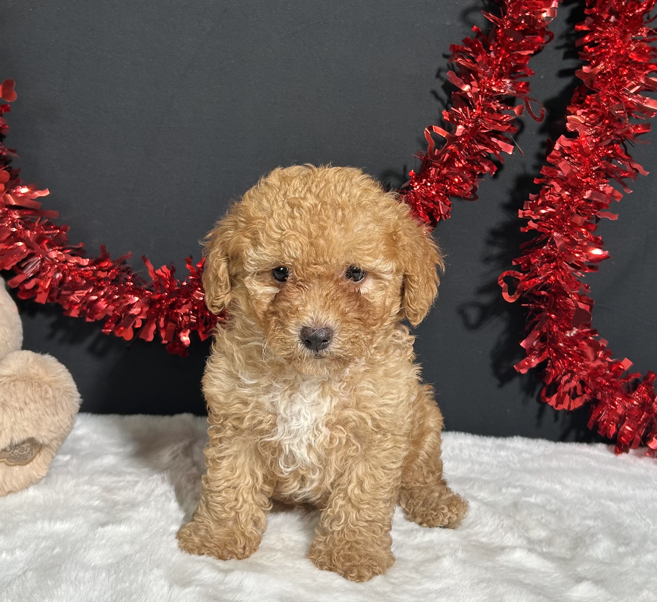 Emery The Toy Poodle 4 Emery The Toy Poodle - Image 4
