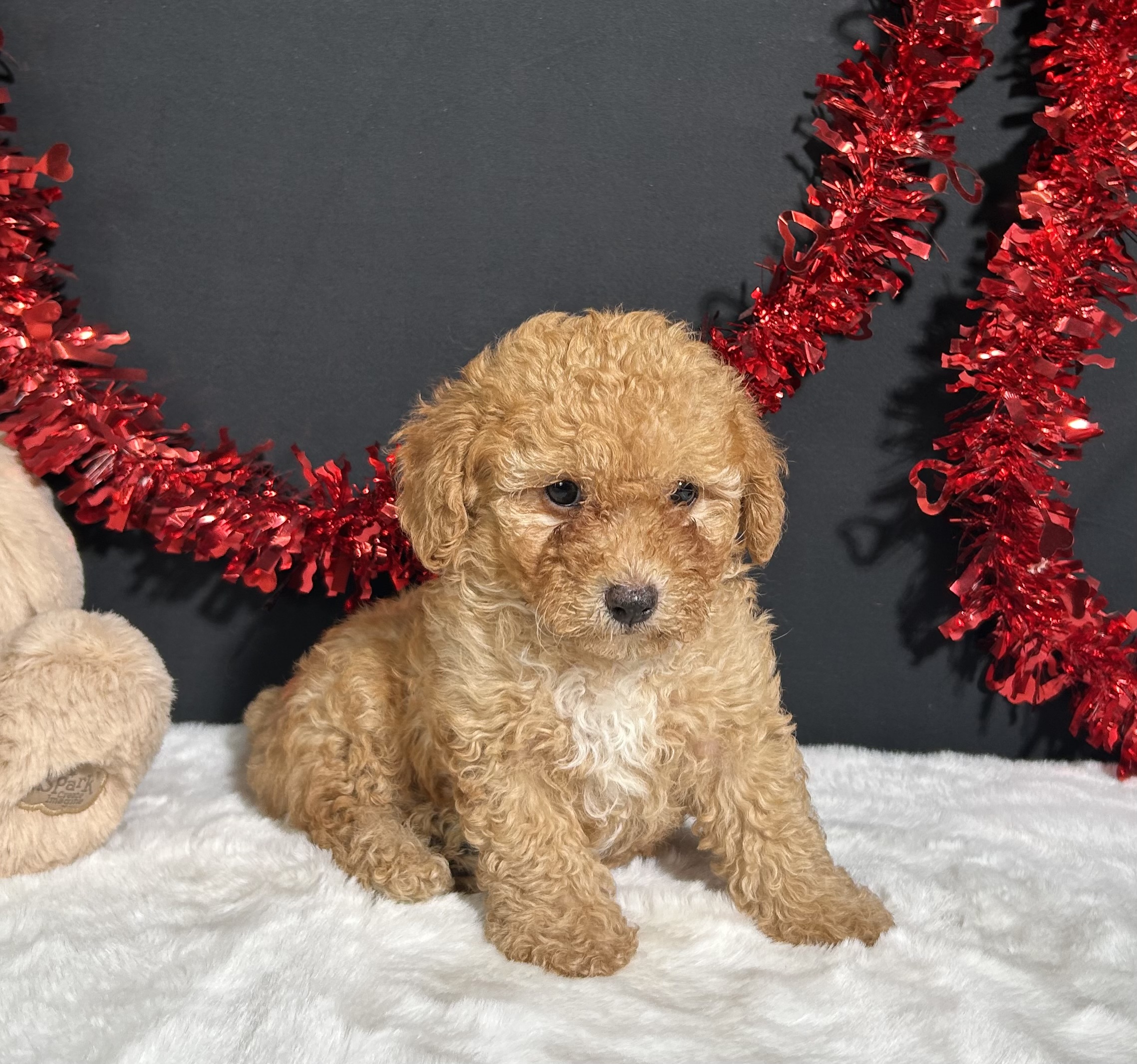 Emery The Toy Poodle 5 Emery The Toy Poodle - Image 5