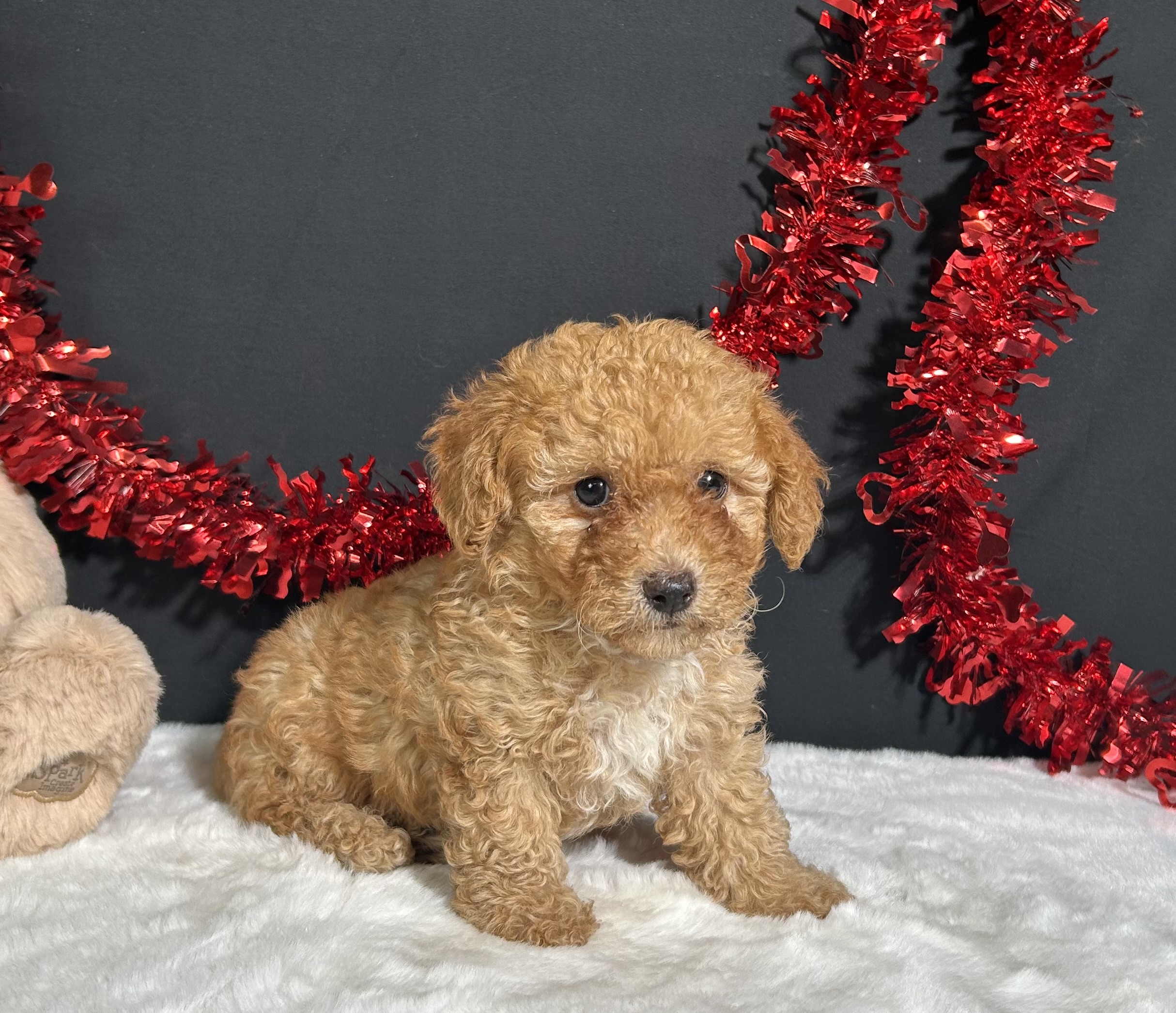 Emery The Toy Poodle 3 Emery The Toy Poodle - Image 3