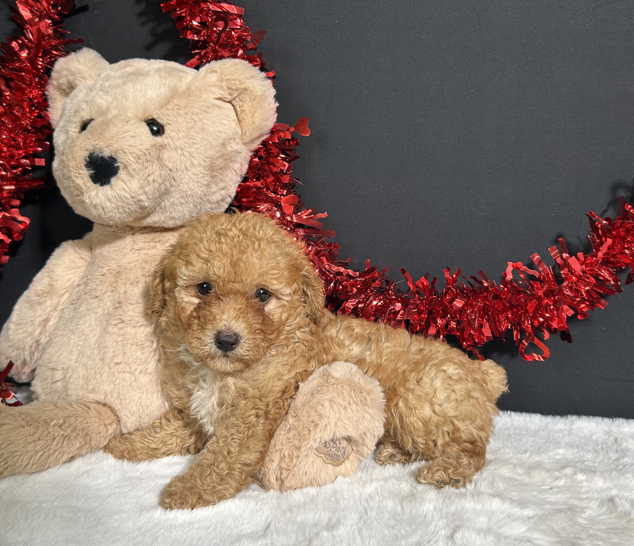 Emery The Toy Poodle 2 Emery The Toy Poodle - Image 2