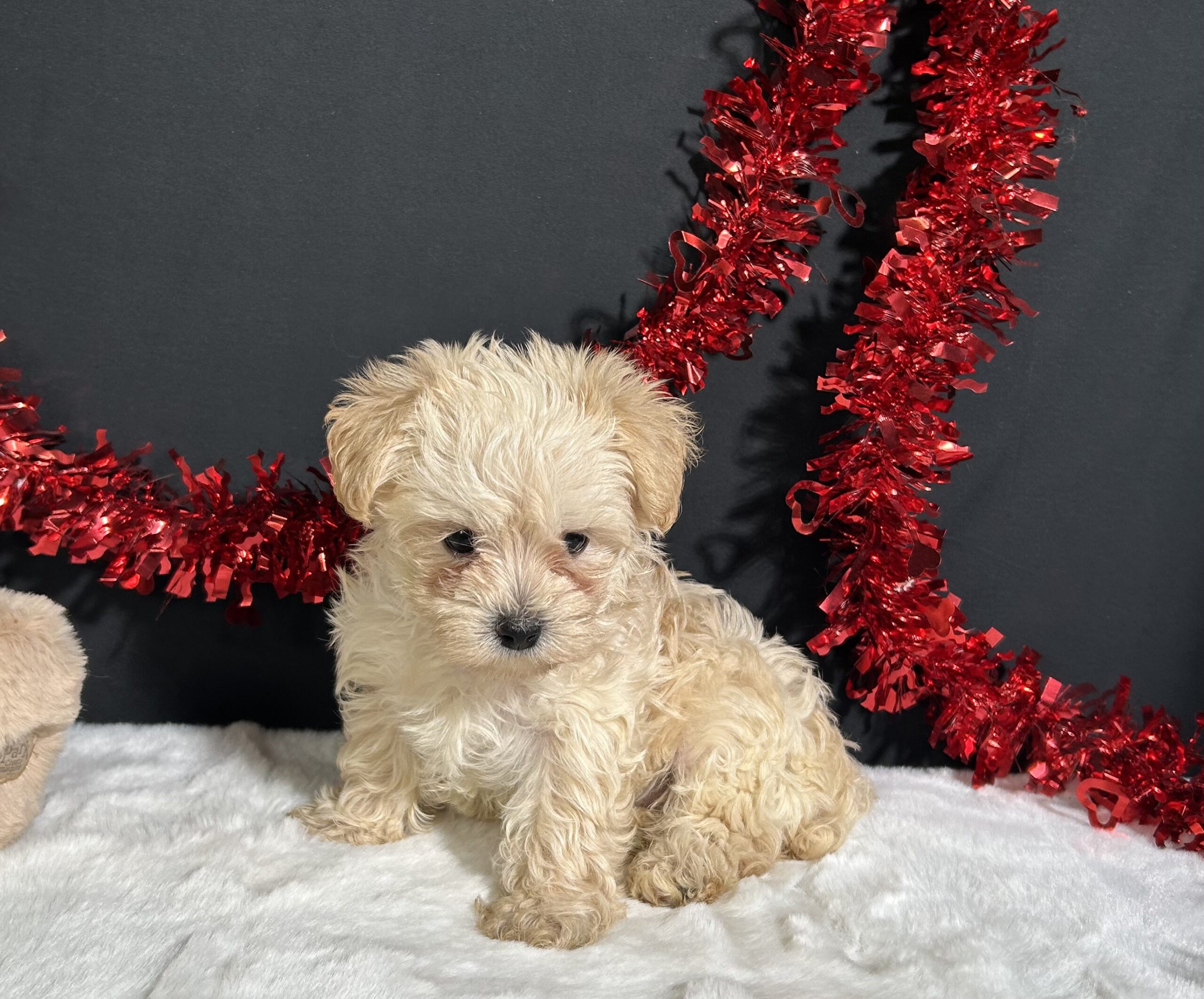 Charles The Morkie 2 Charles The Morkie - Image 2