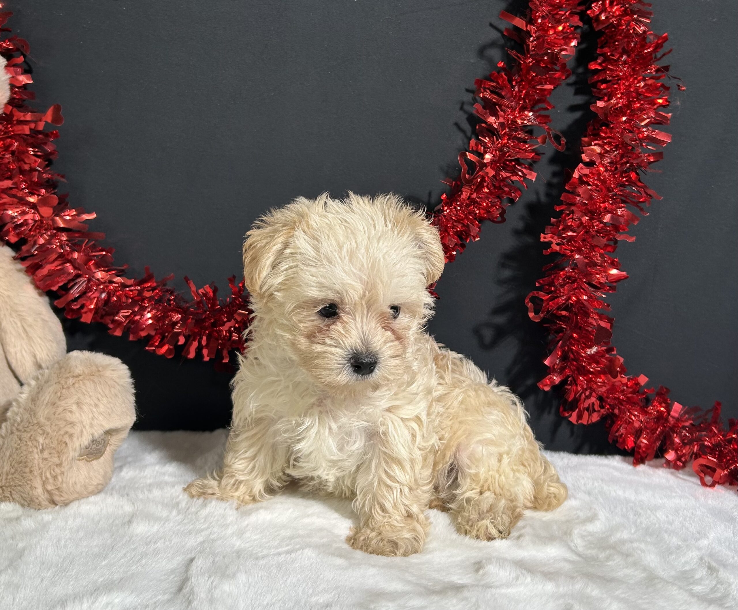 Charles The Morkie 3 Charles The Morkie - Image 3