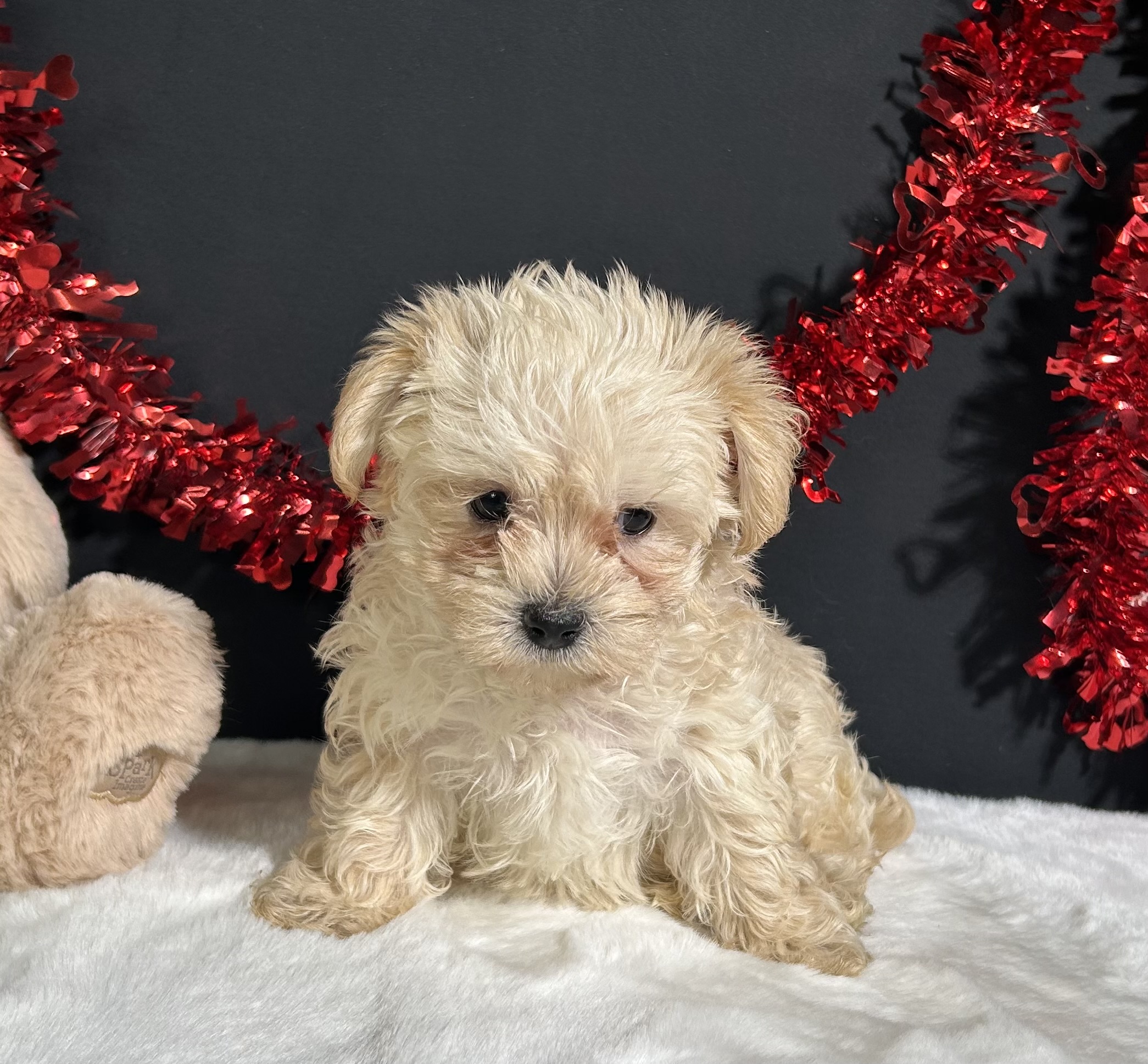 Charles The Morkie 4 Charles The Morkie - Image 4
