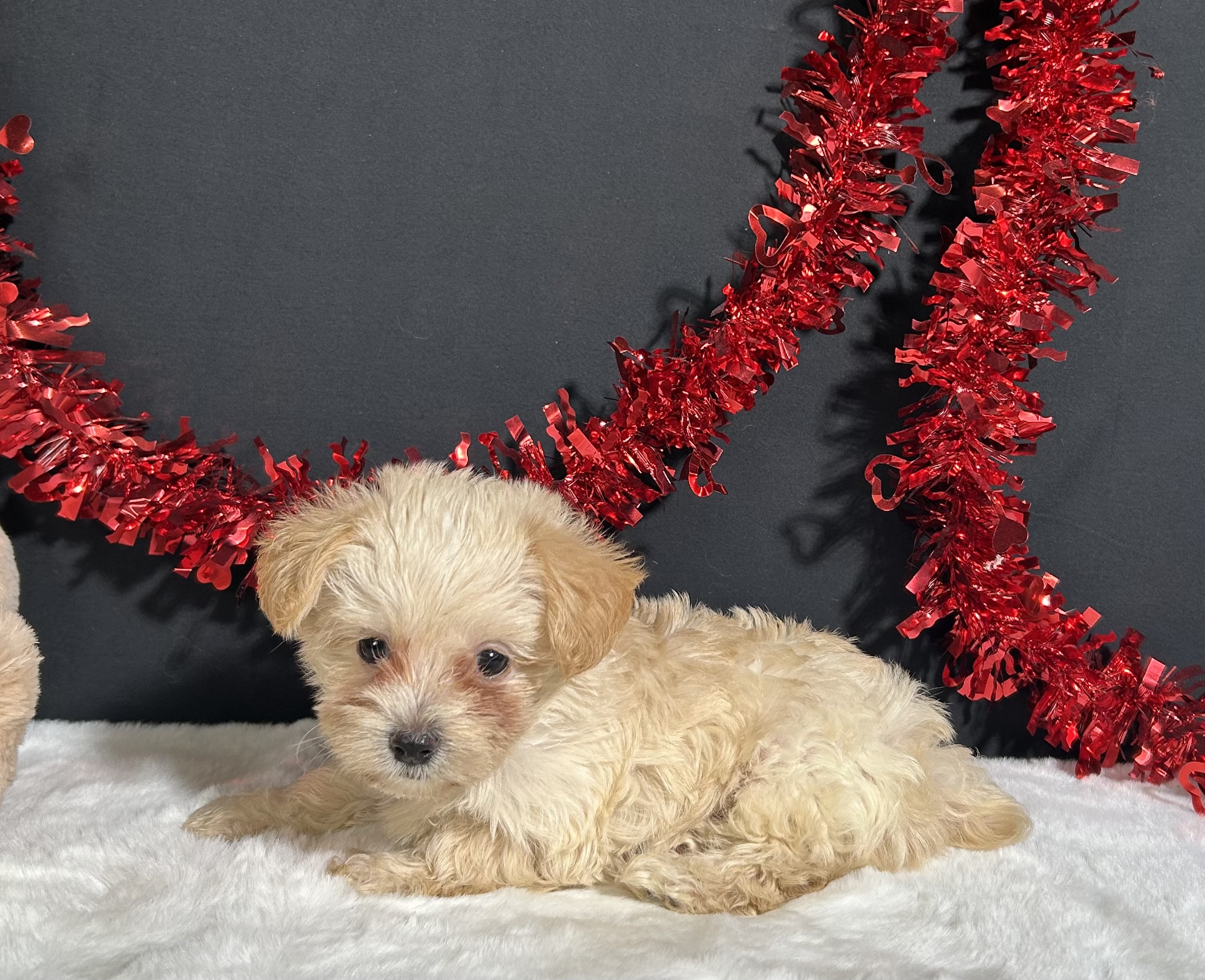 Ashley The Morkie 2 Ashley The Morkie - Image 2