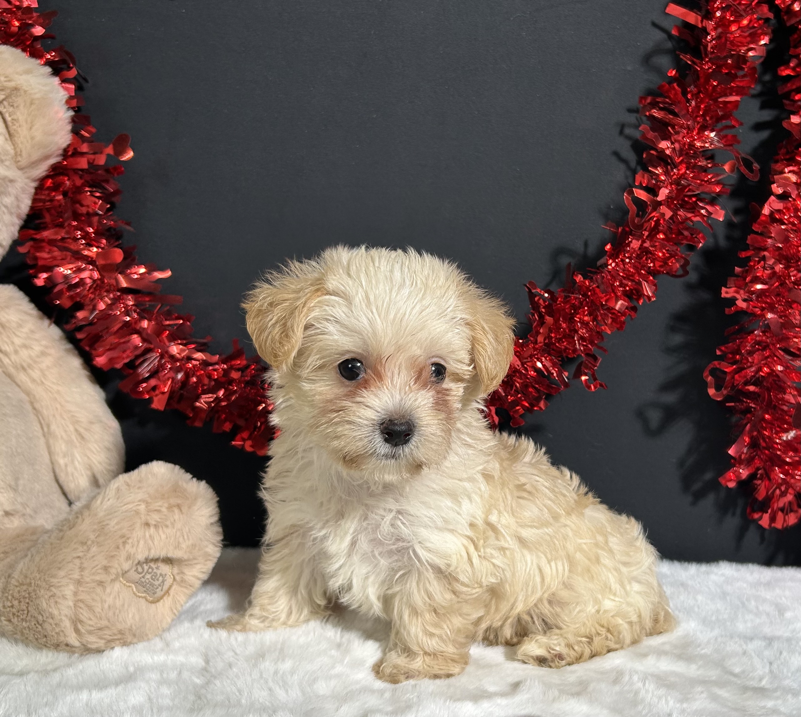 Ashley The Morkie 3 Ashley The Morkie - Image 3