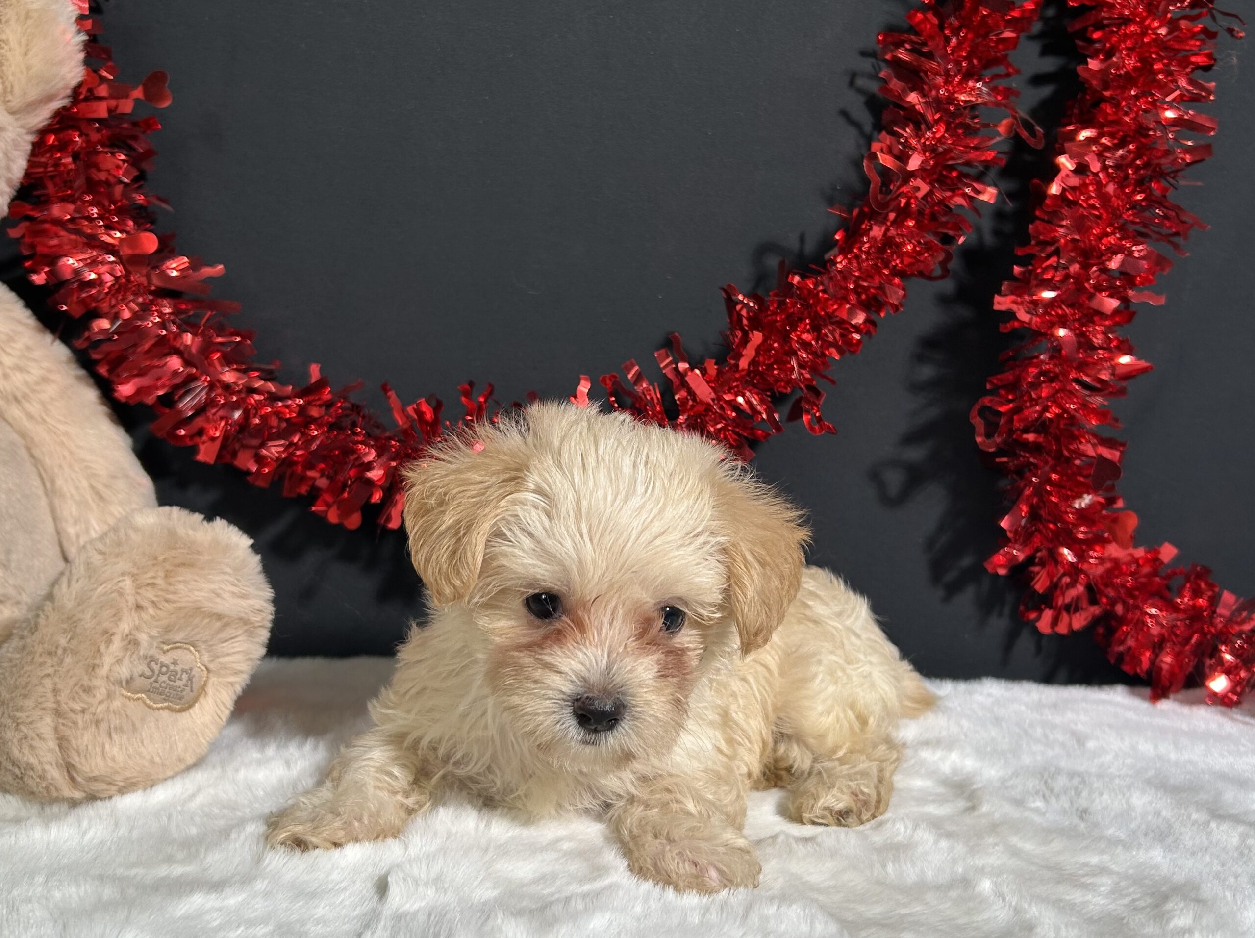 Ashley The Morkie 4 Ashley The Morkie - Image 4