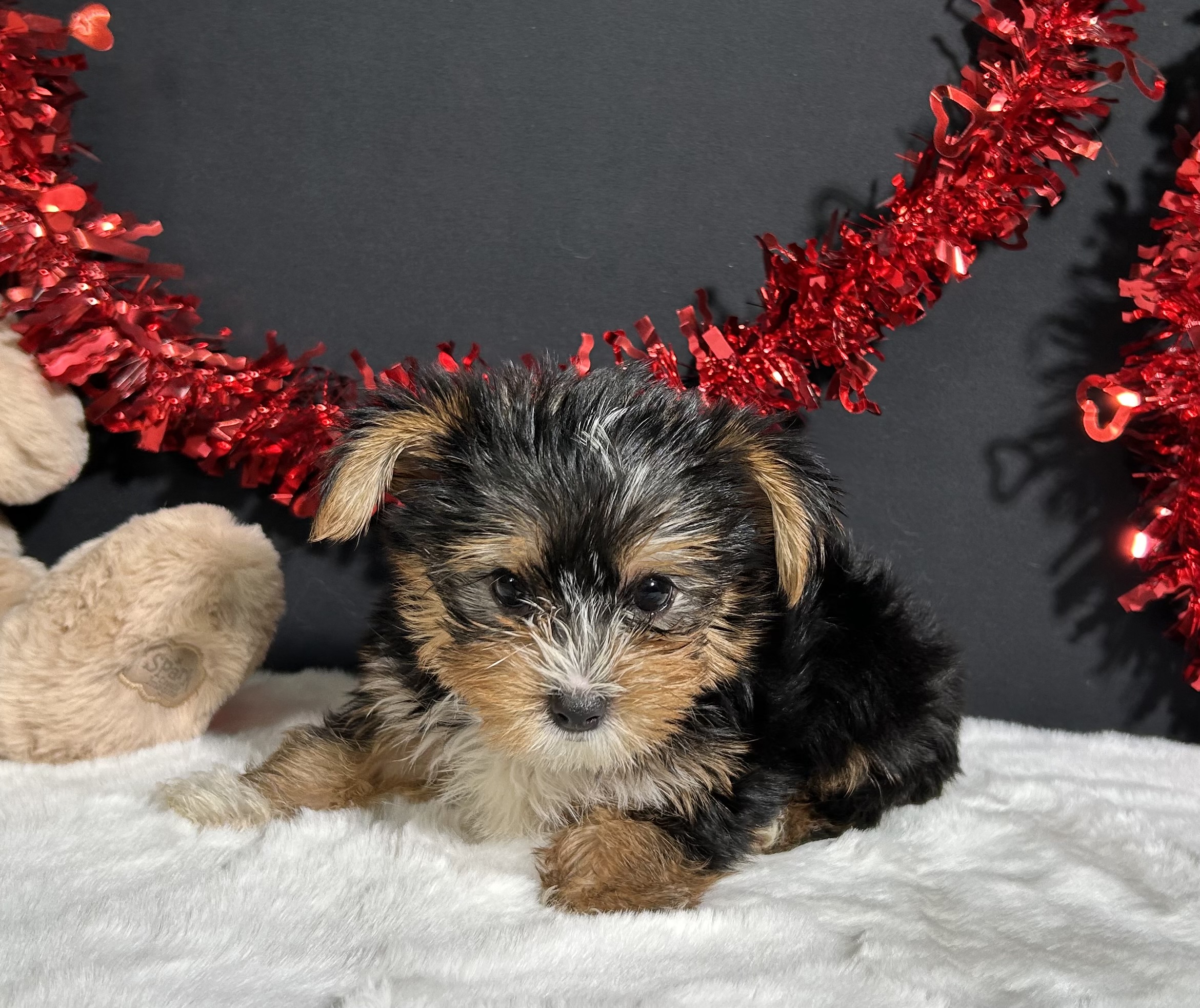 Luke The Yorkie 6 Luke The Yorkie - Image 6