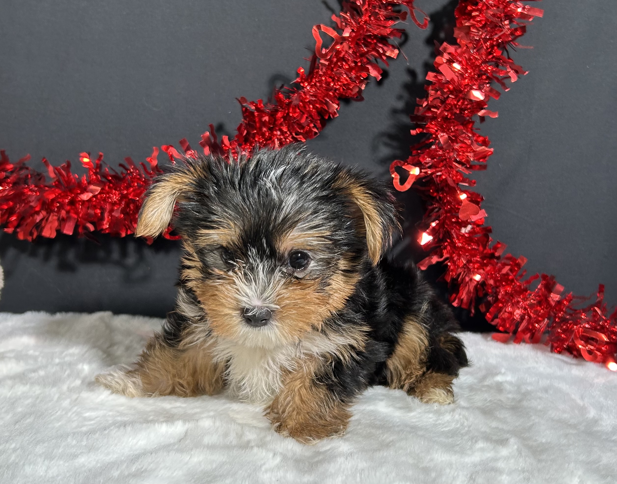 Luke The Yorkie 5 Luke The Yorkie - Image 5