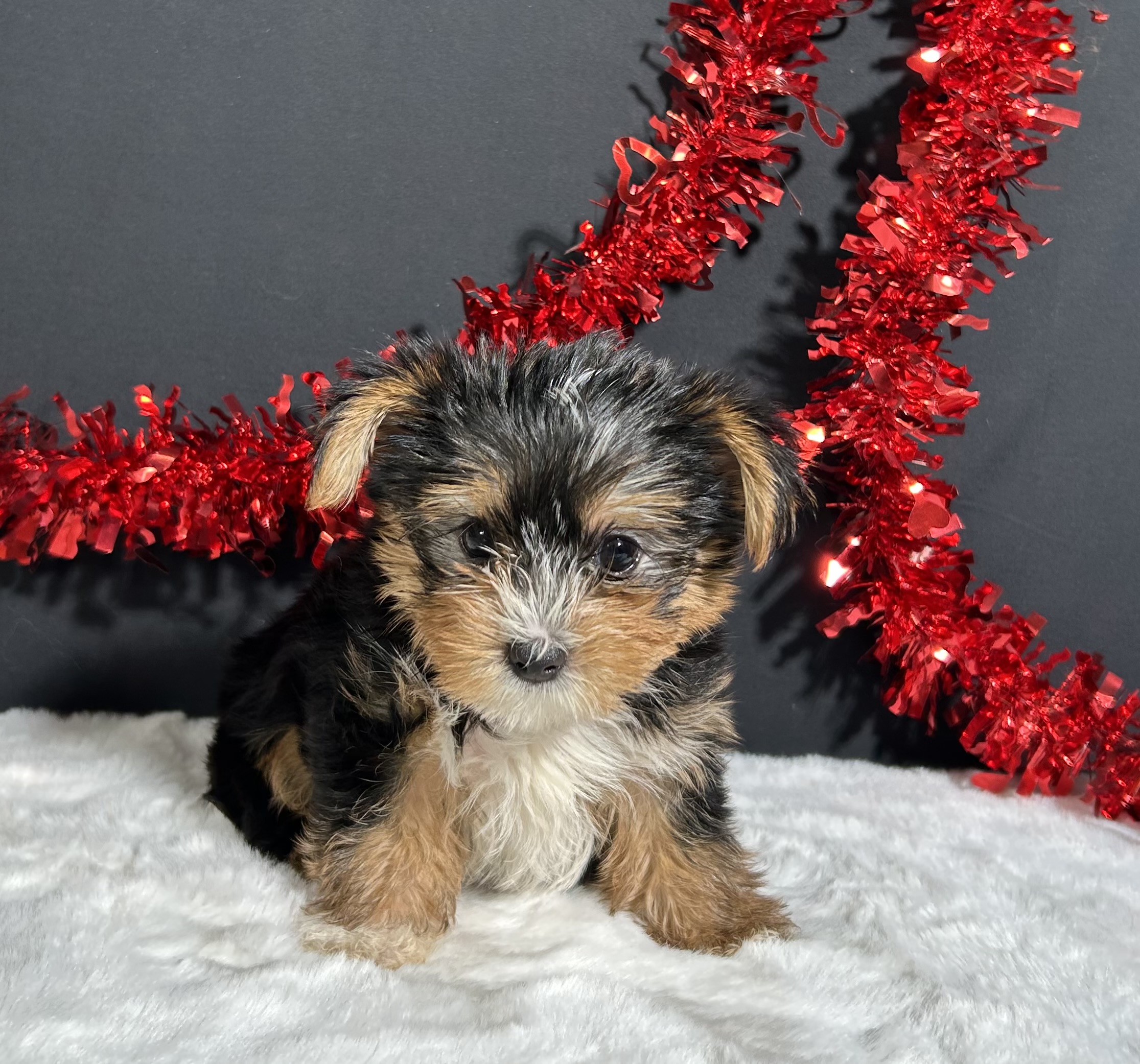 Luke The Yorkie 1 Luke The Yorkie