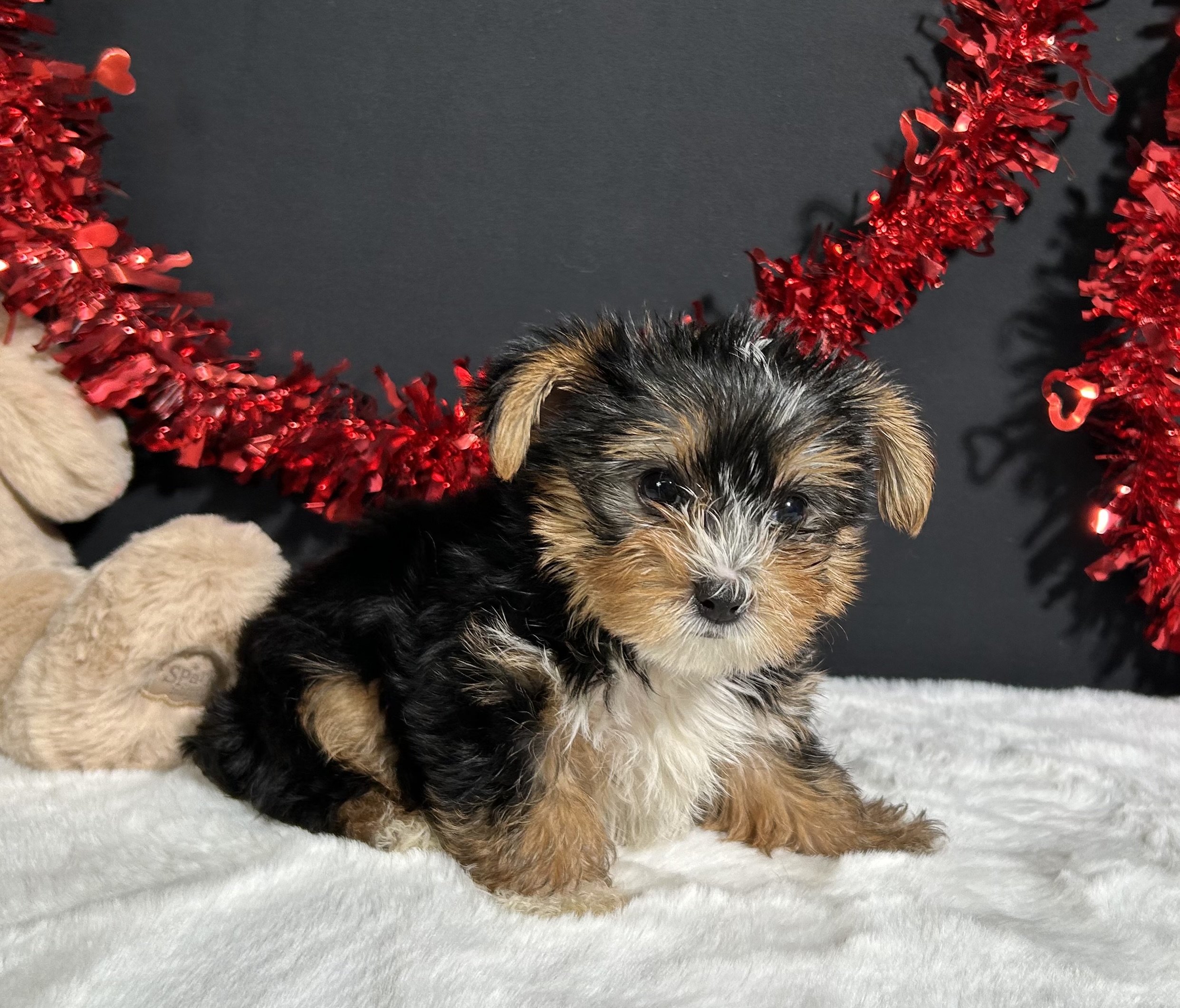 Luke The Yorkie 4 Luke The Yorkie - Image 4