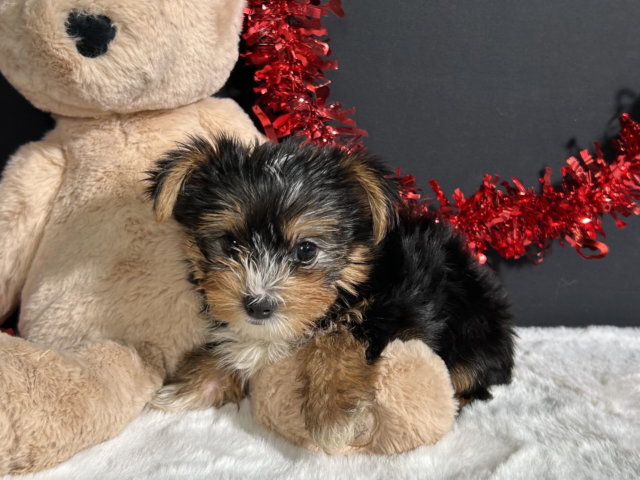 Luke The Yorkie 3 Luke The Yorkie - Image 3