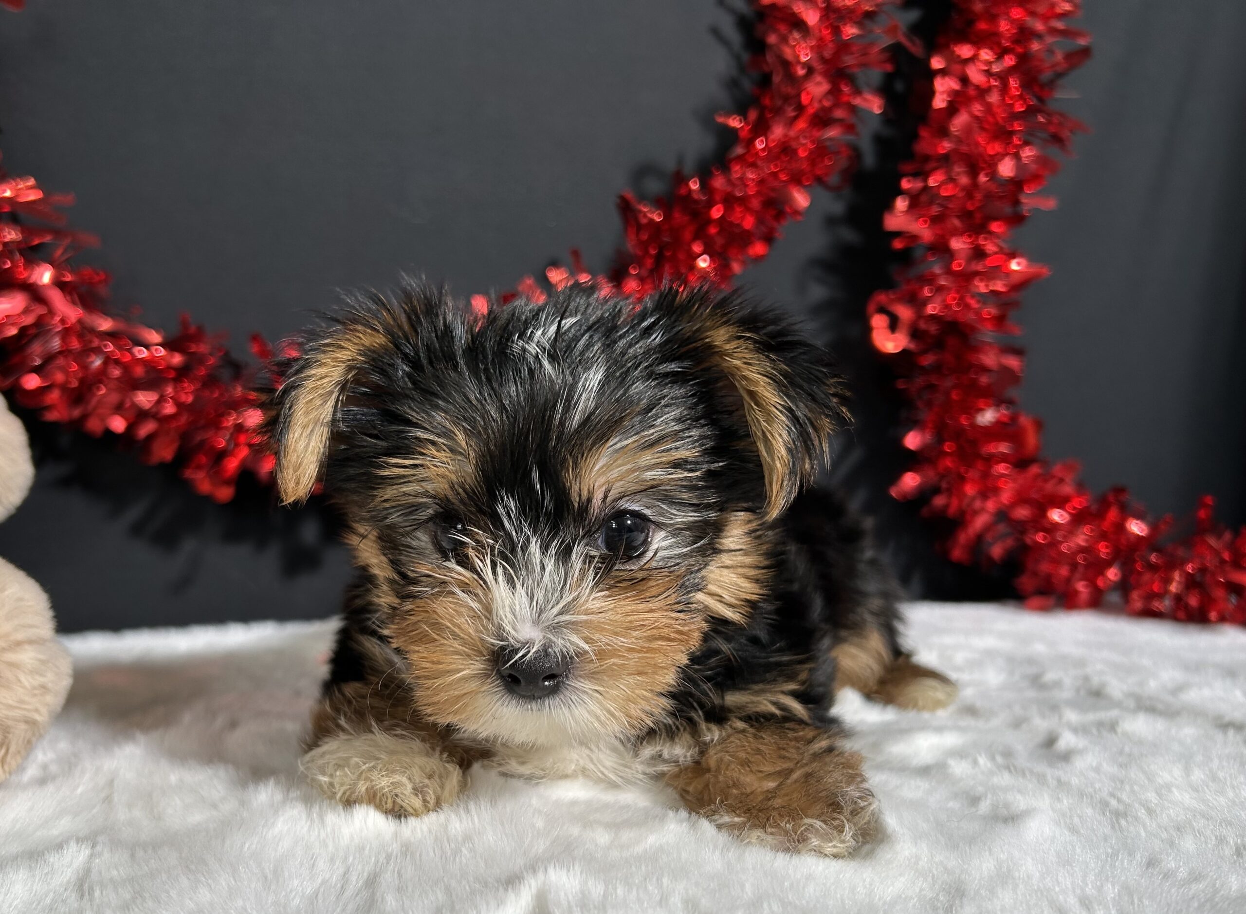 Luke The Yorkie 2 Luke The Yorkie - Image 2