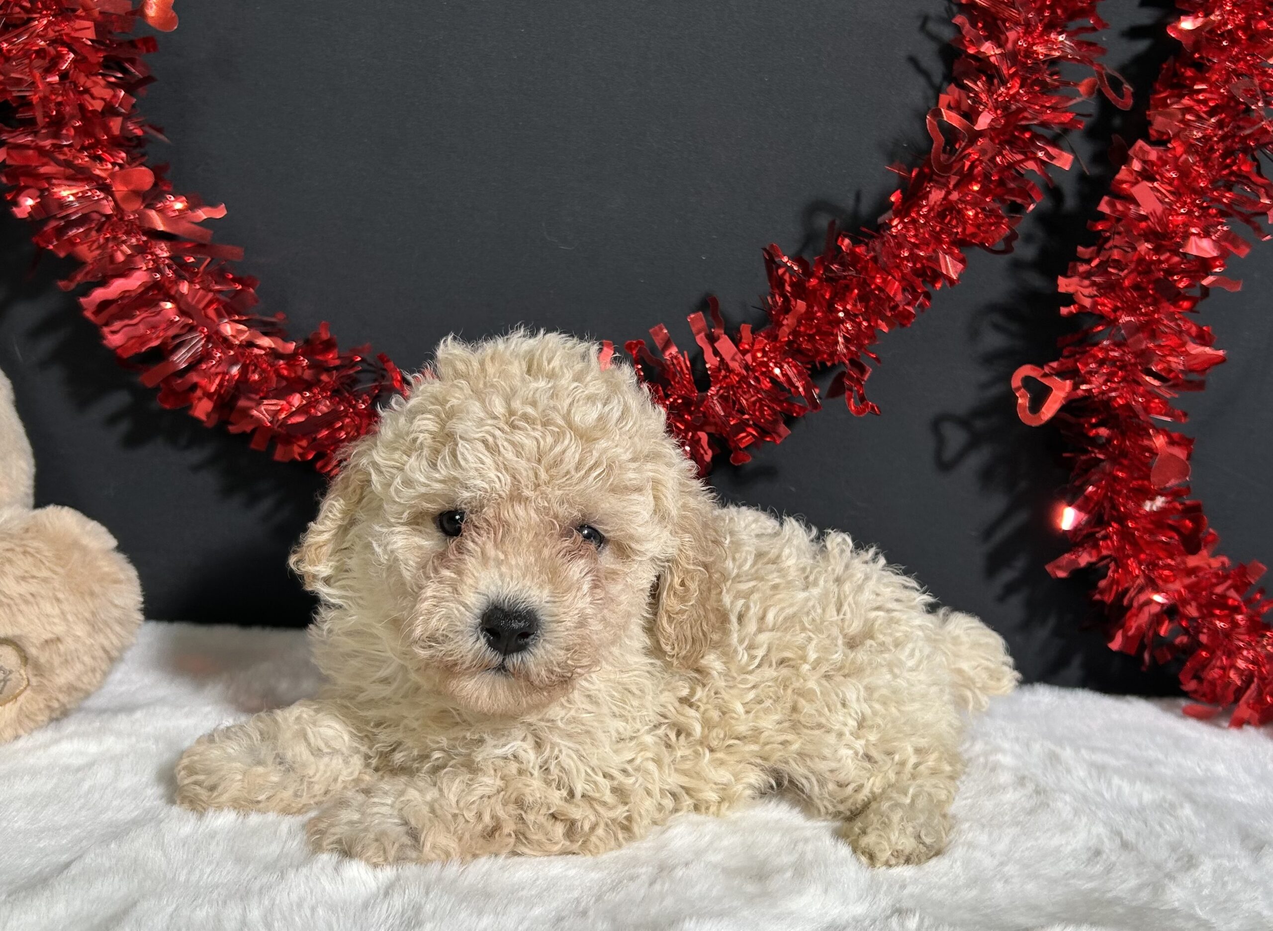 Bailey The Mini Poodle 2 Bailey The Mini Poodle - Image 2