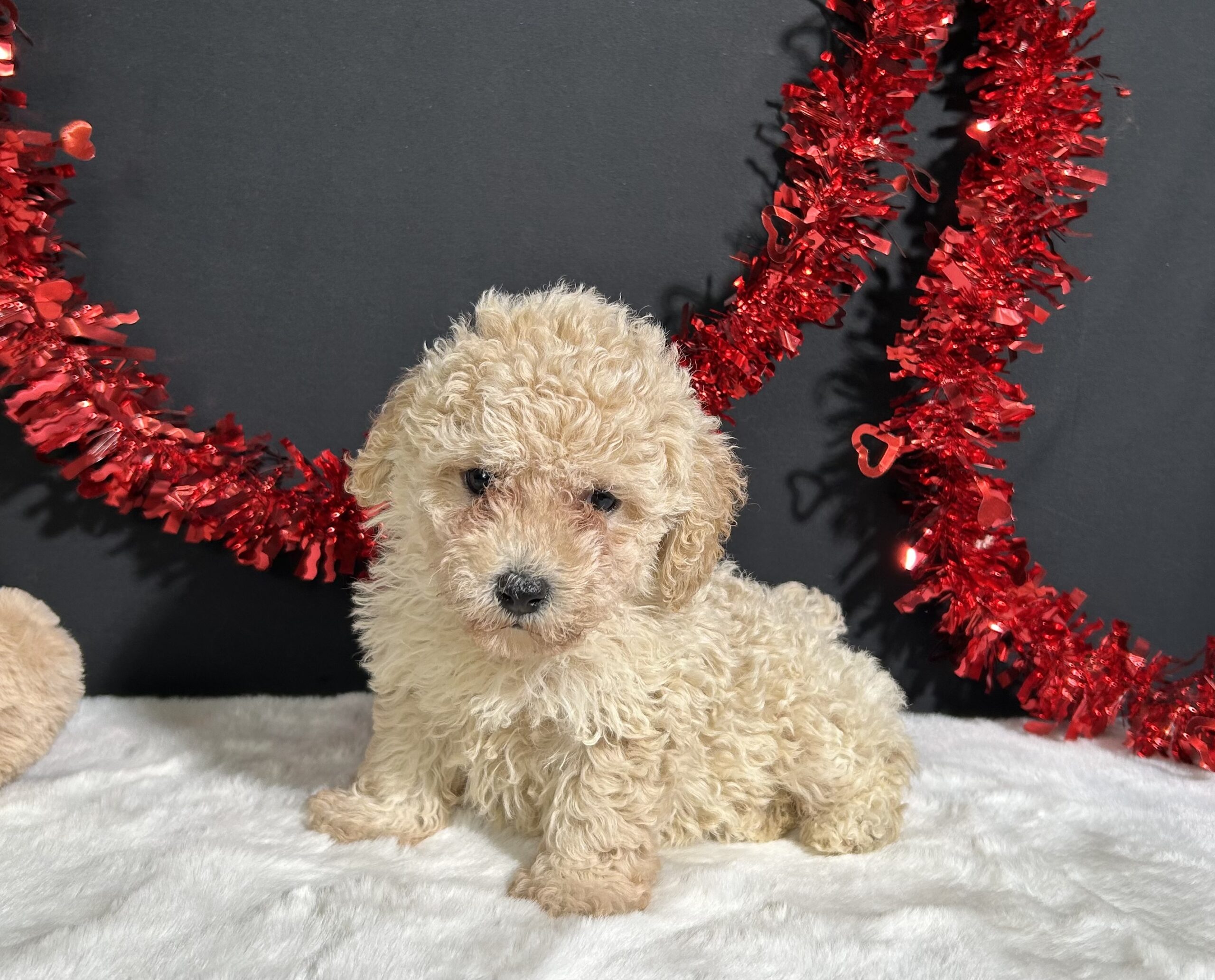 Bailey The Mini Poodle 1 Bailey The Mini Poodle