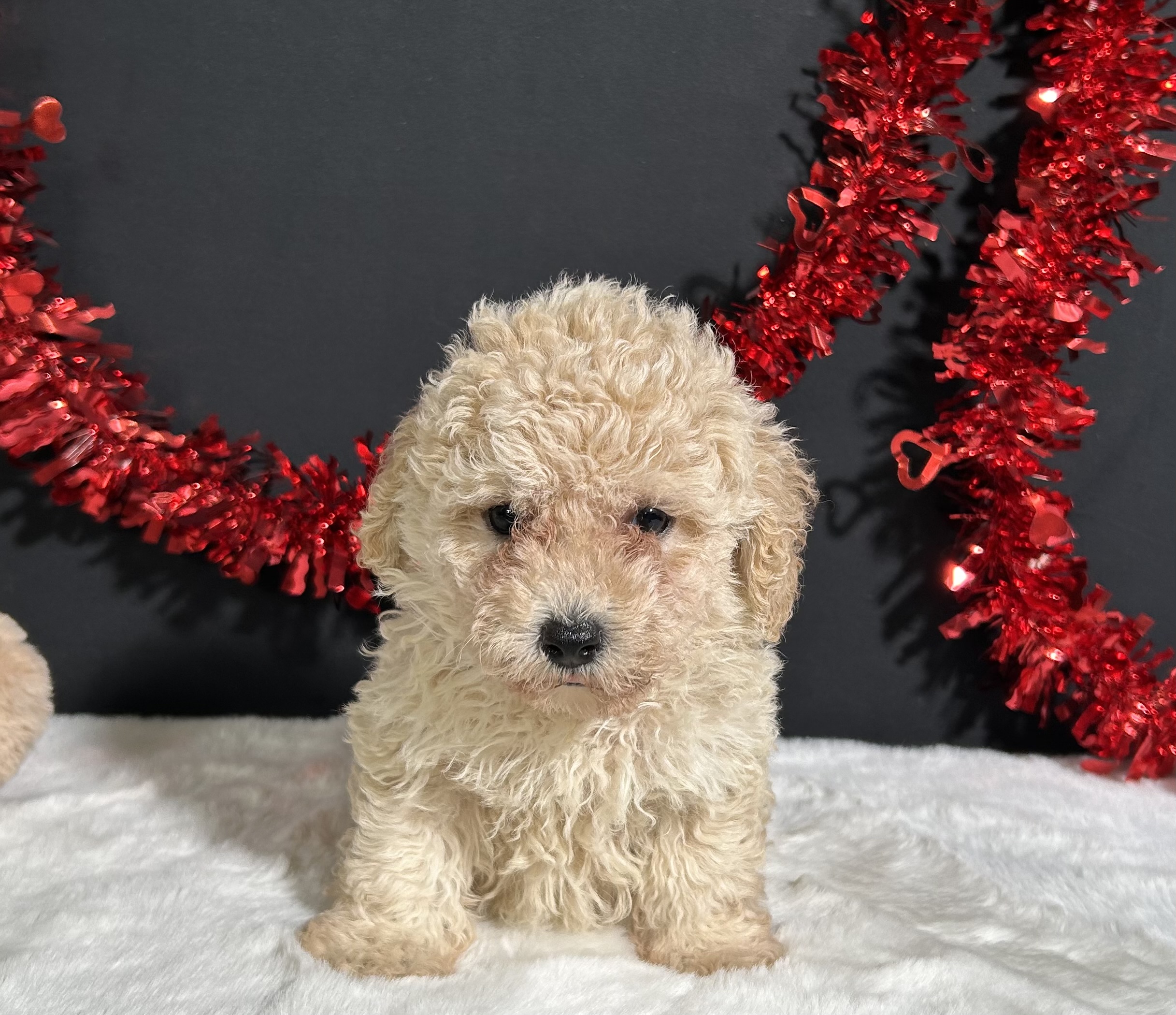 Bailey The Mini Poodle 4 Bailey The Mini Poodle - Image 4
