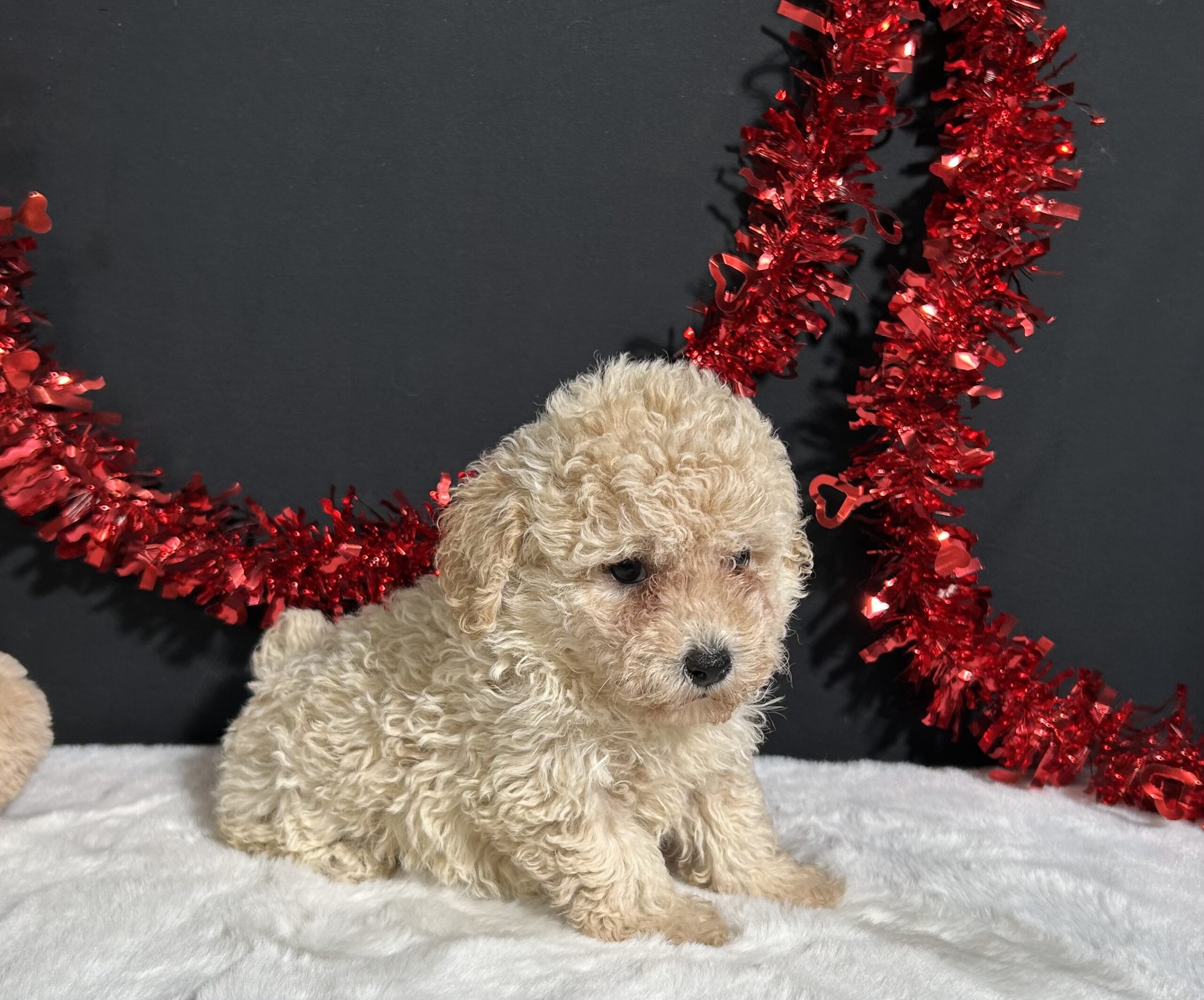 Bailey The Mini Poodle 5 Bailey The Mini Poodle - Image 5