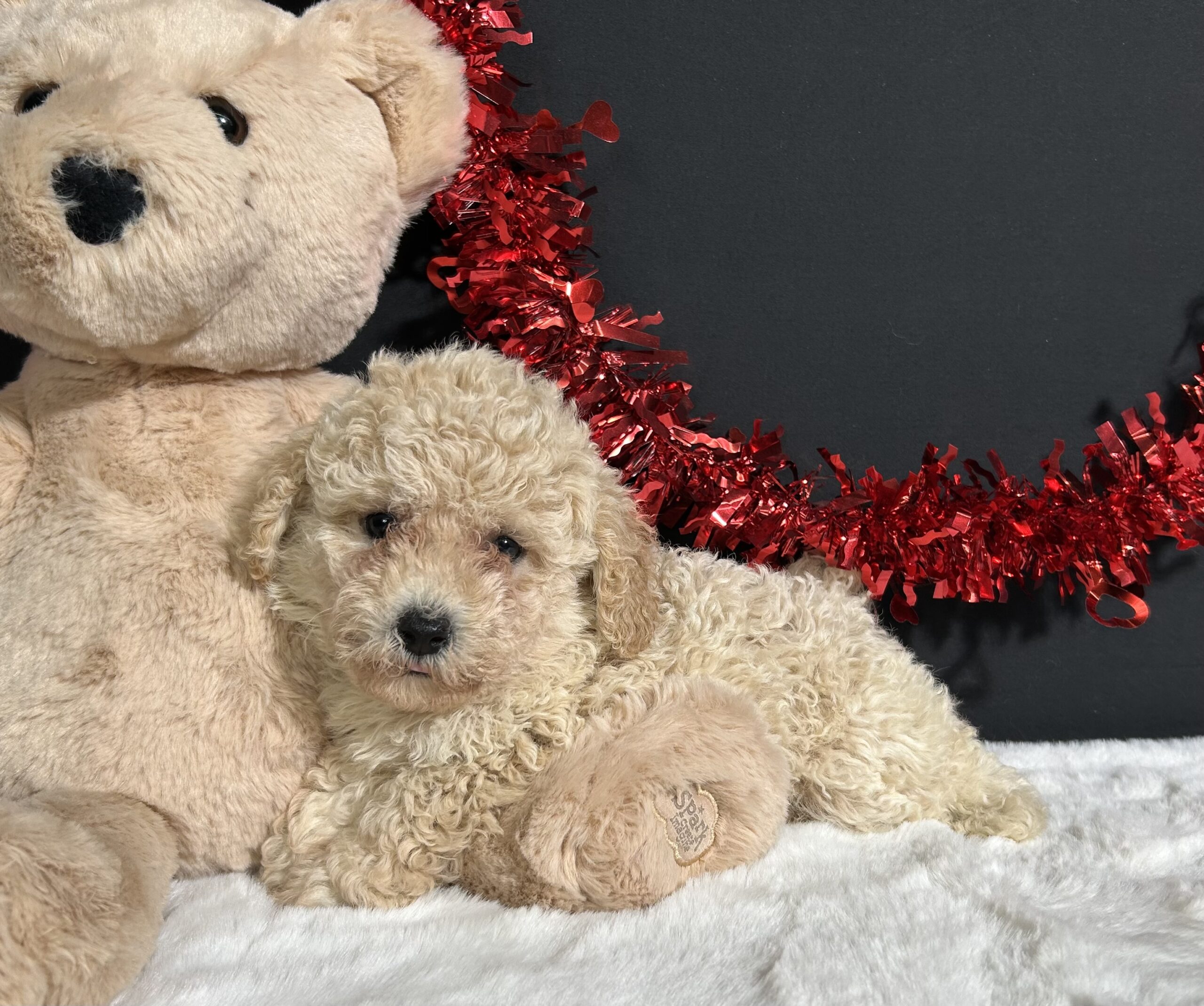 Bailey The Mini Poodle 3 Bailey The Mini Poodle - Image 3