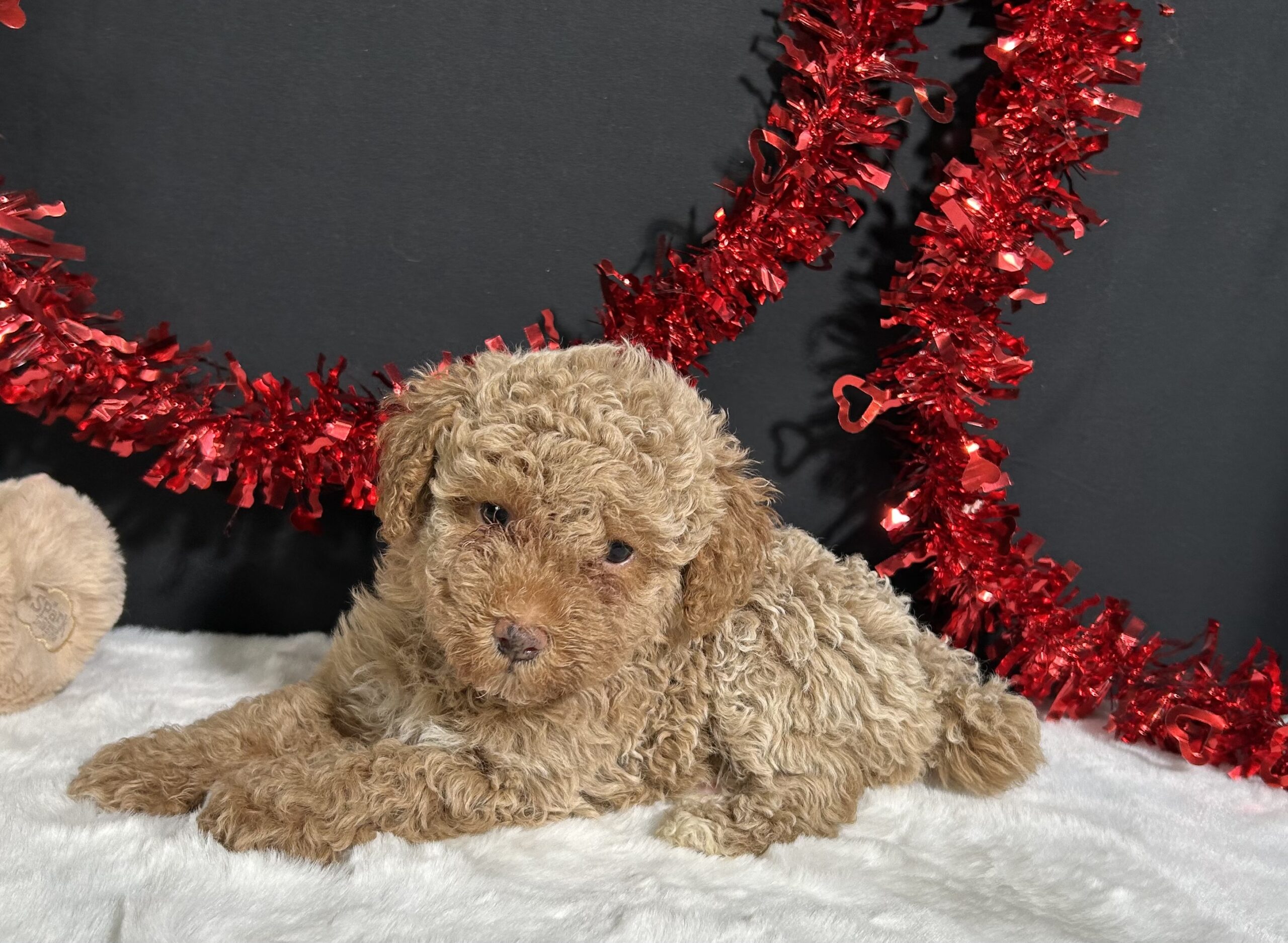 Ellie The Mini Poodle 2 Ellie The Mini Poodle - Image 2