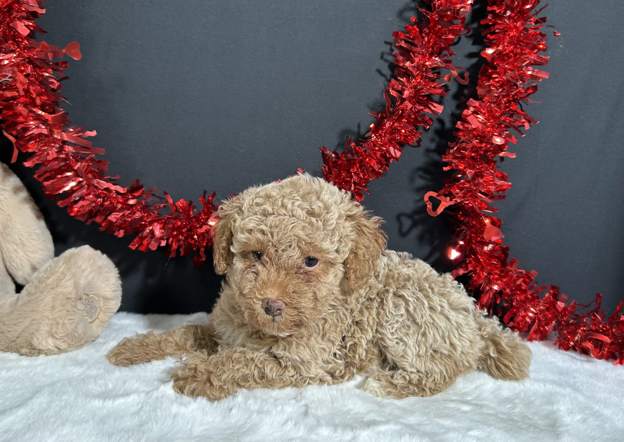 Ellie The Mini Poodle 3 Ellie The Mini Poodle - Image 3