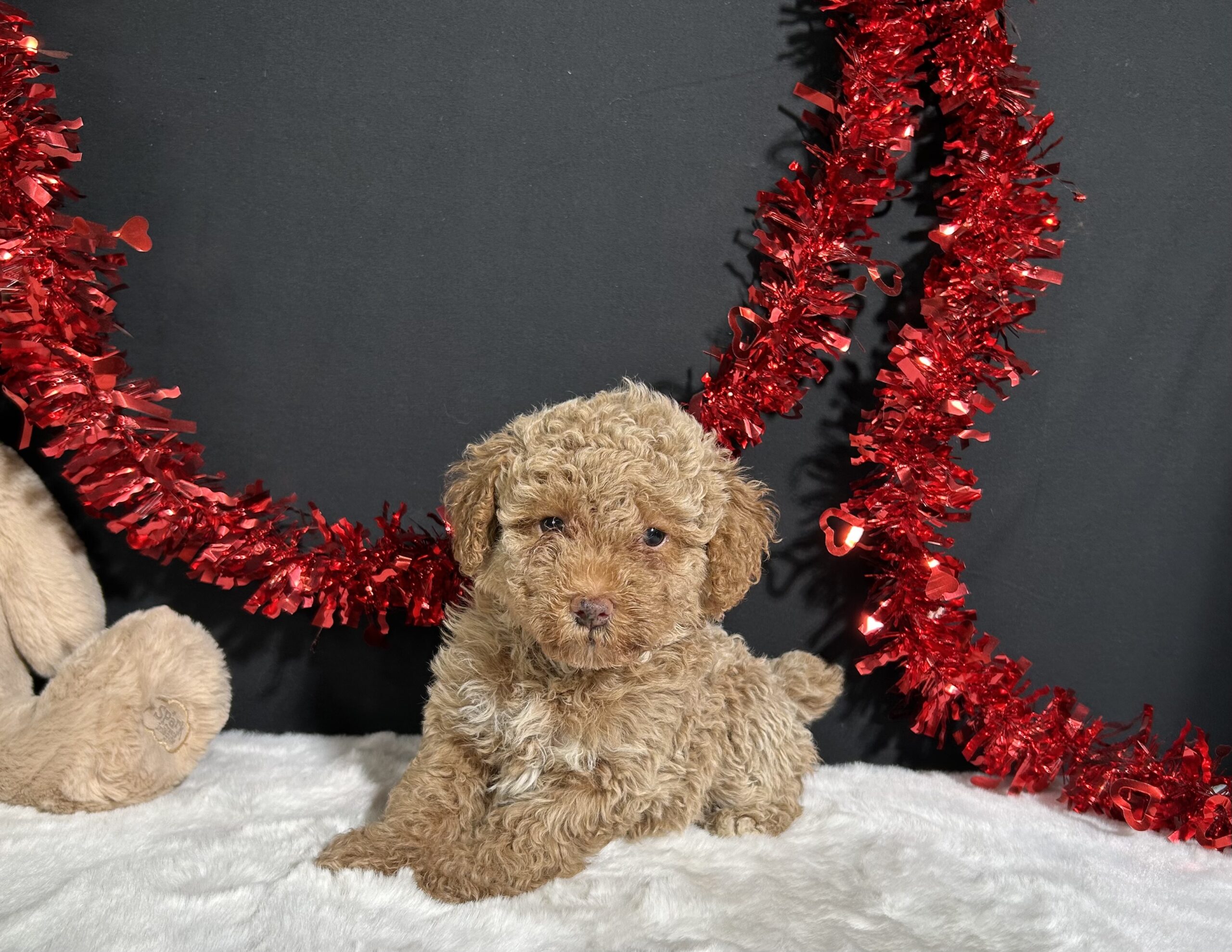 Ellie The Mini Poodle 7 Ellie The Mini Poodle - Image 7