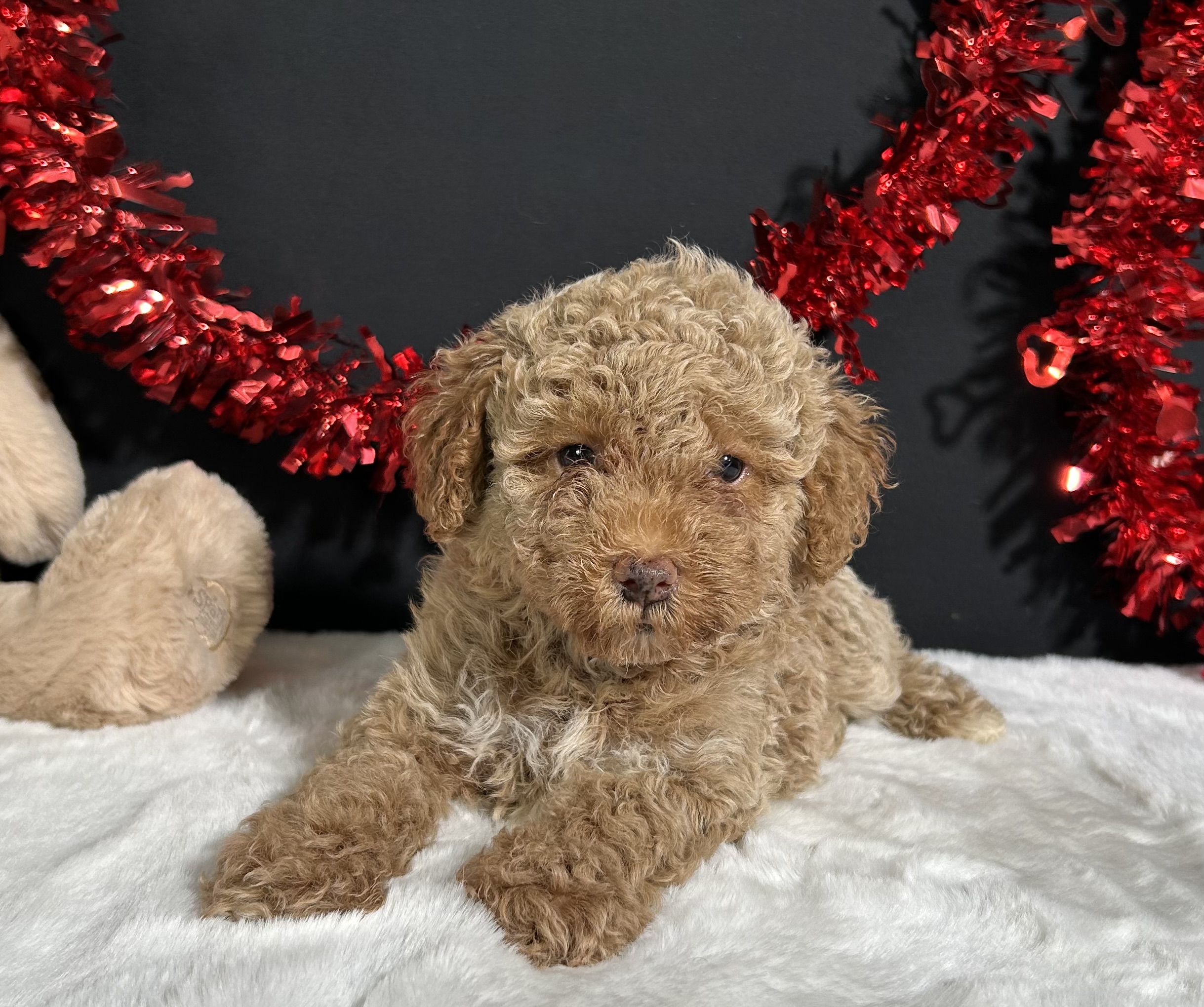 Ellie The Mini Poodle 1 Ellie The Mini Poodle