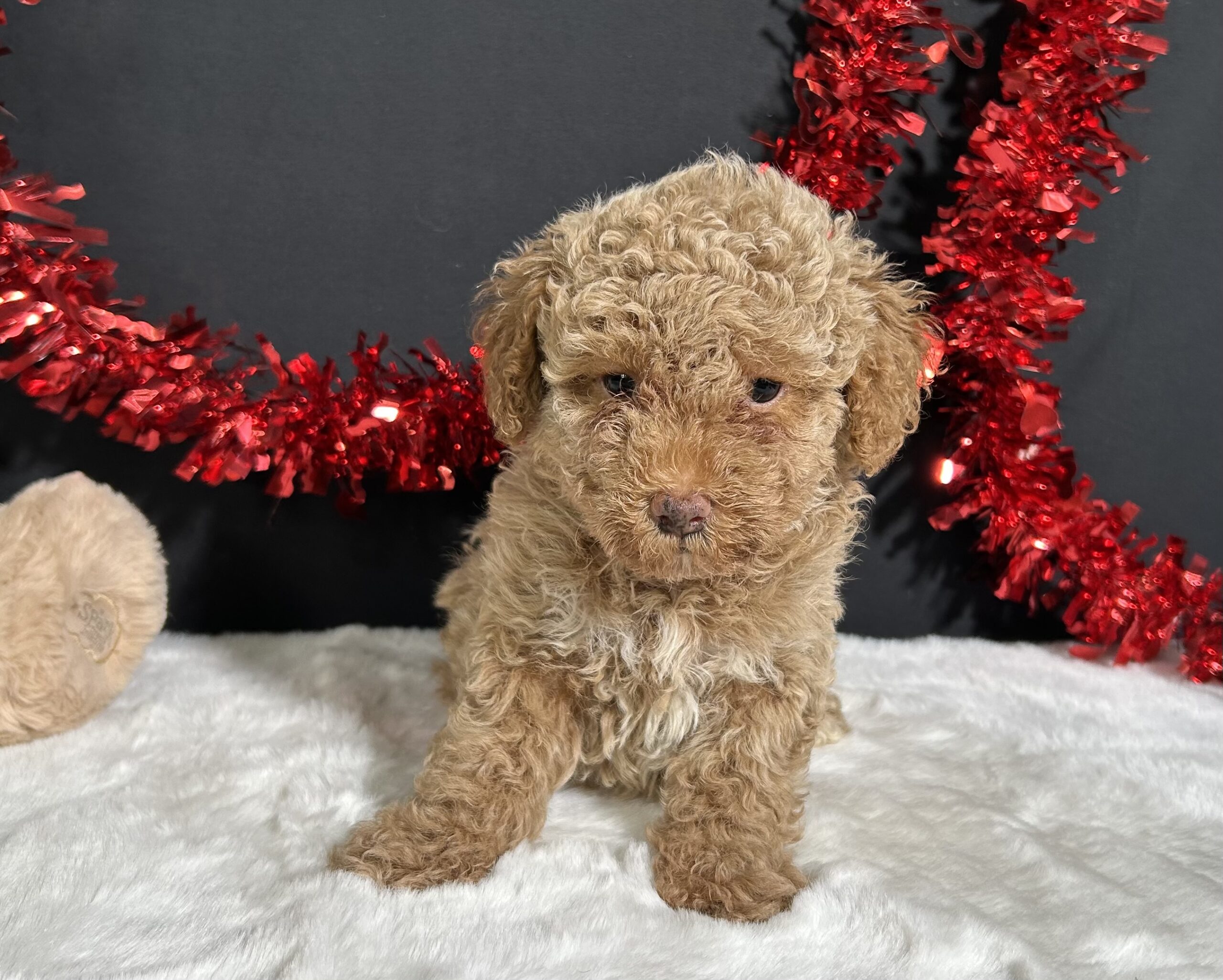Ellie The Mini Poodle 4 Ellie The Mini Poodle - Image 4