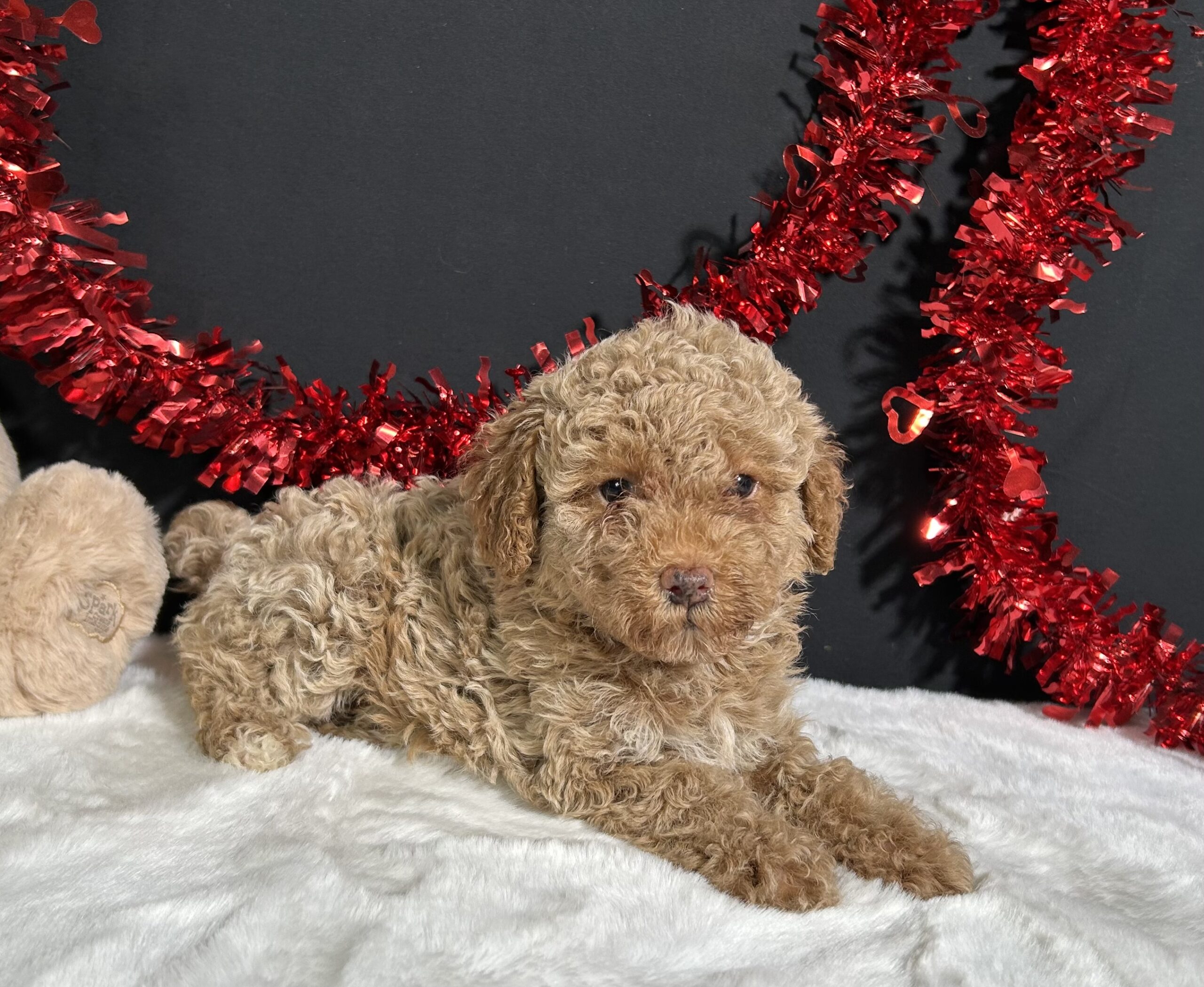 Ellie The Mini Poodle 6 Ellie The Mini Poodle - Image 6