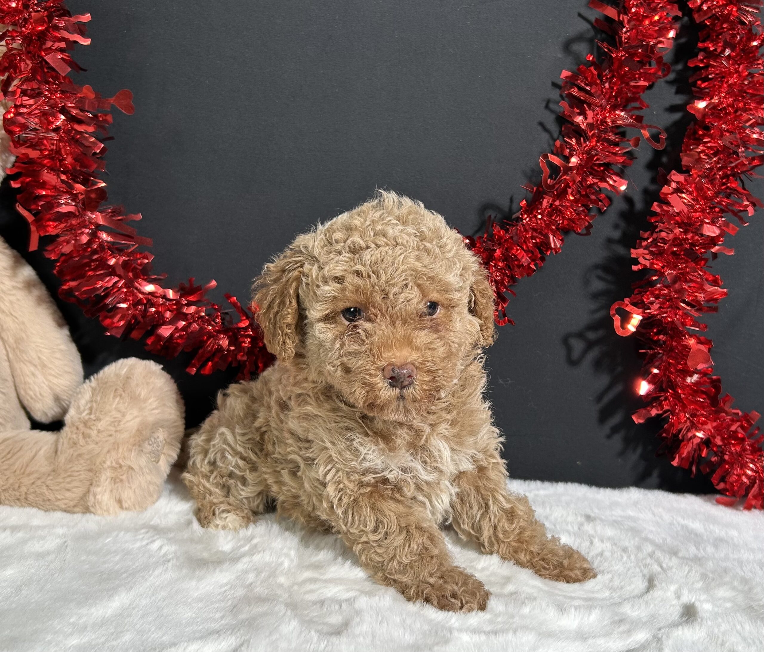Ellie The Mini Poodle 5 Ellie The Mini Poodle - Image 5